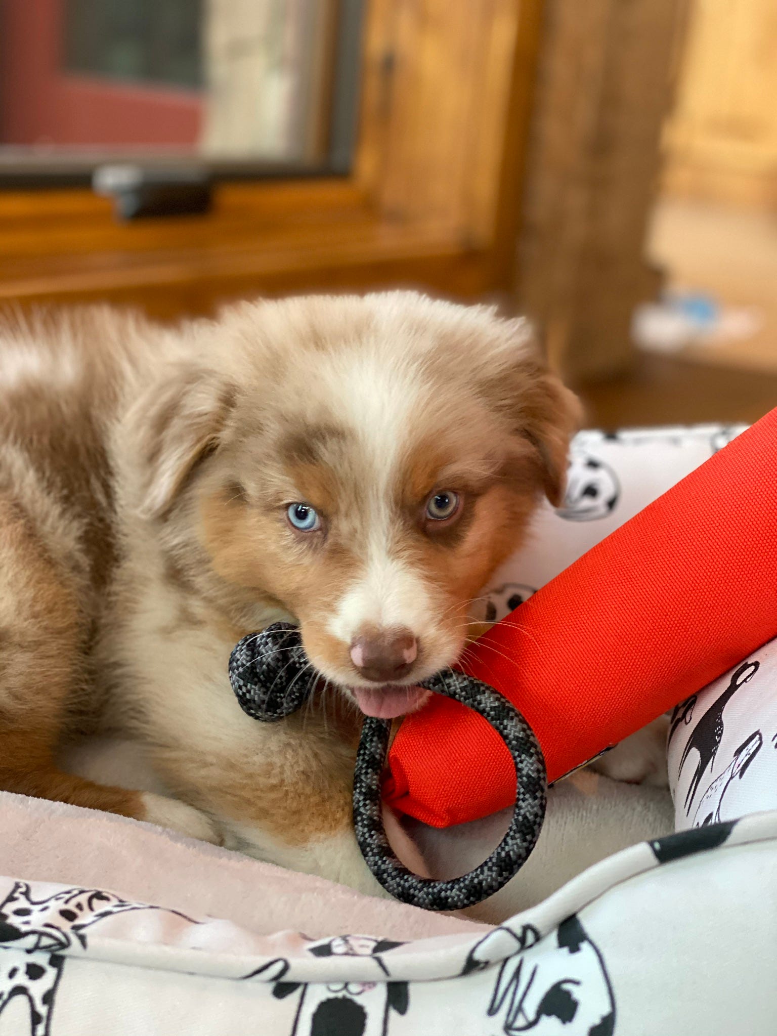 Ajax. Puppy Lessons for Startups by Dakin Sloss Prime Movers Lab Medium