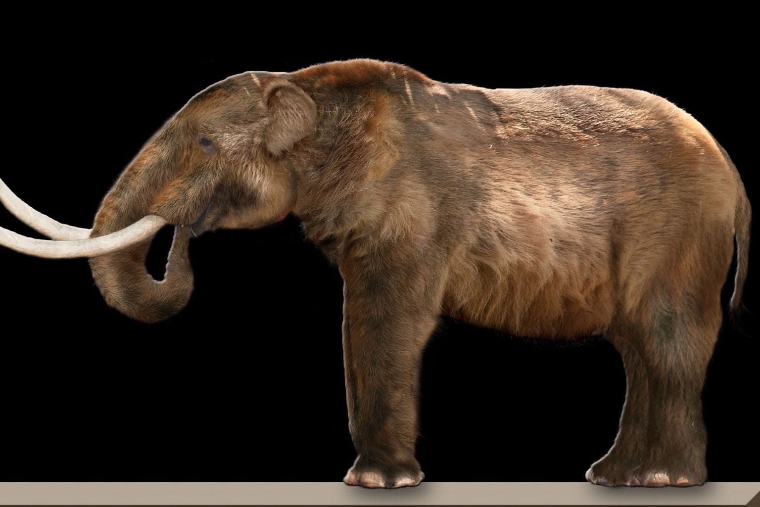 Show Me A Picture Of A Mastodon PictureMeta