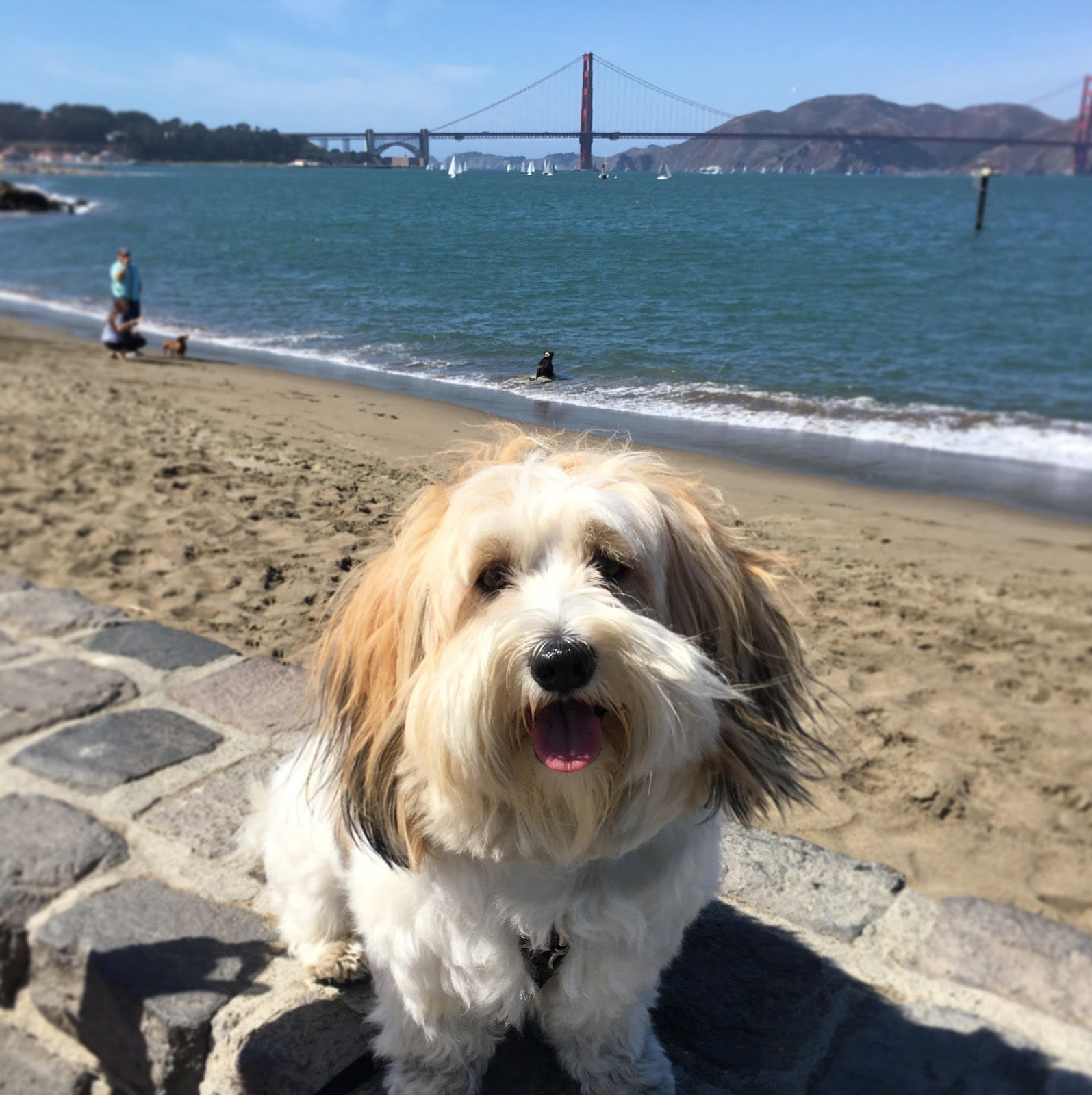 Finding An Affordable Dog Sitter In San Francisco, CA by Louie's Club