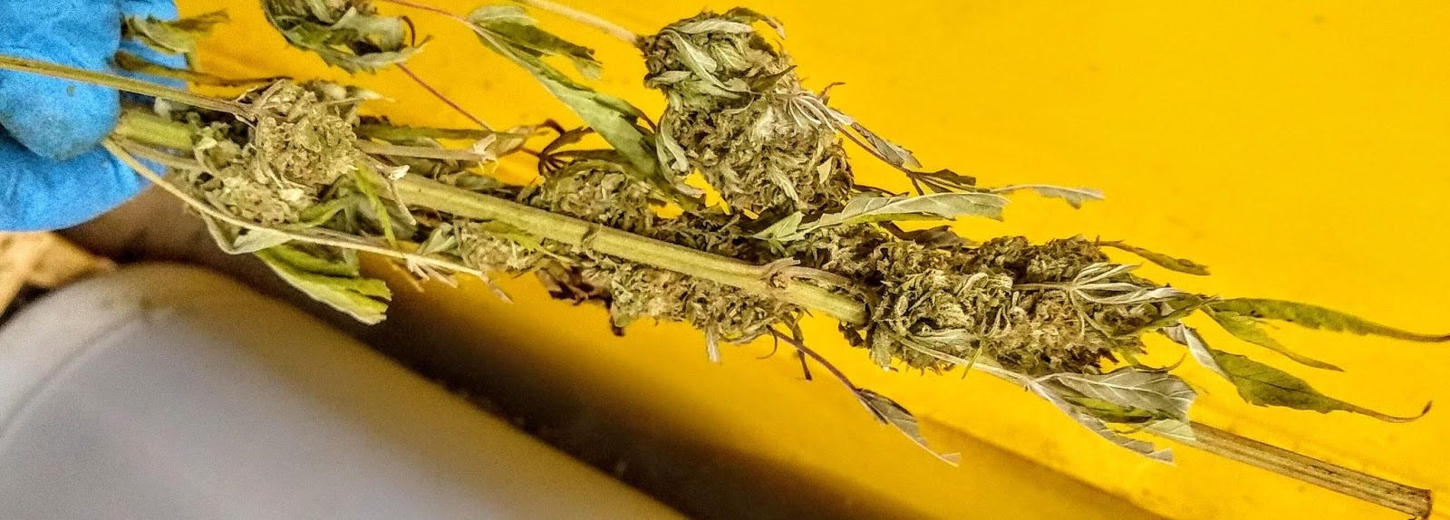 What to expect when Trimming Cannabis Professionally by Darren Toth