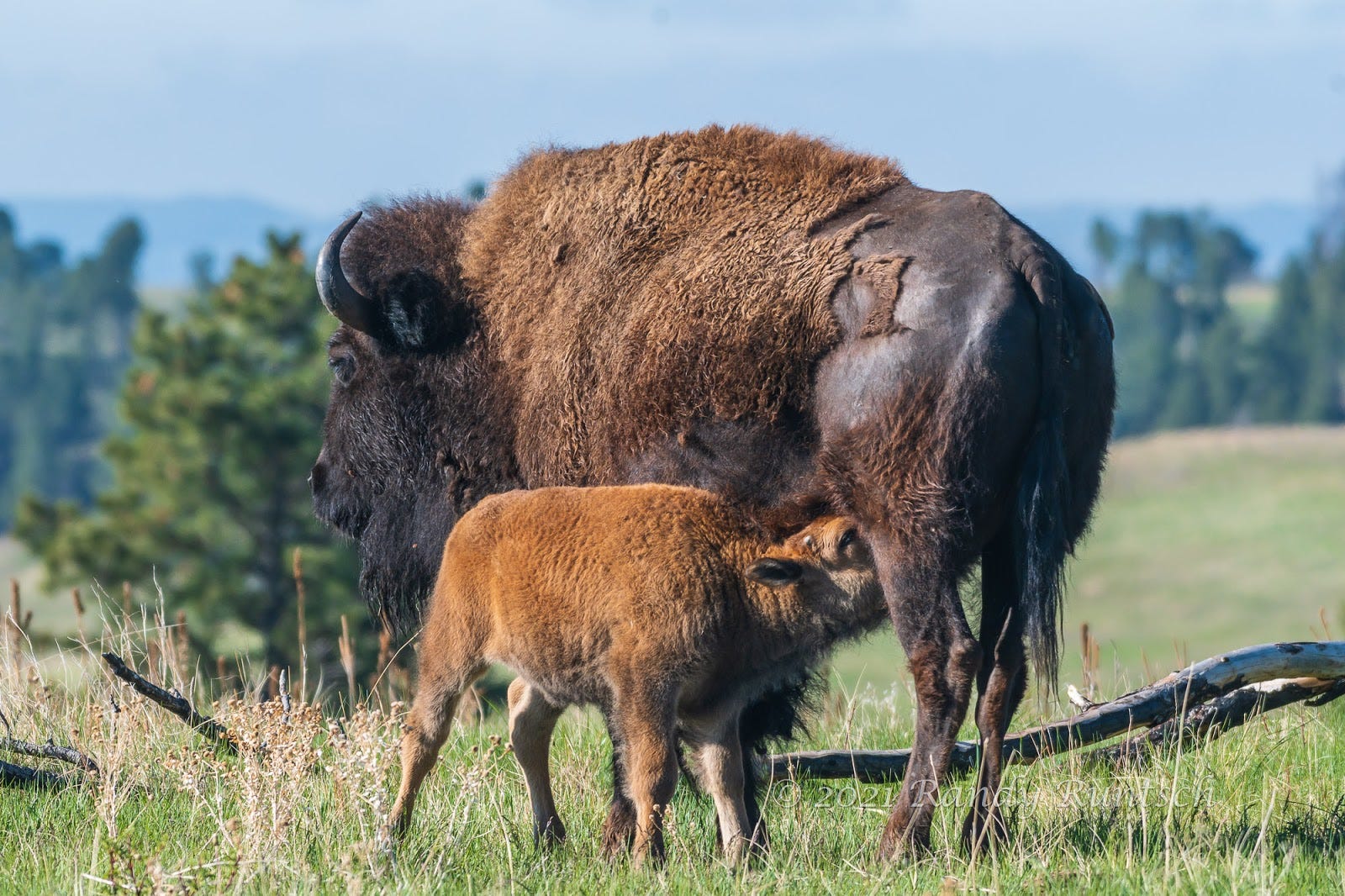 American Bison Calving Season in the Black Hills by Randy Runtsch Wildlife Trekker May
