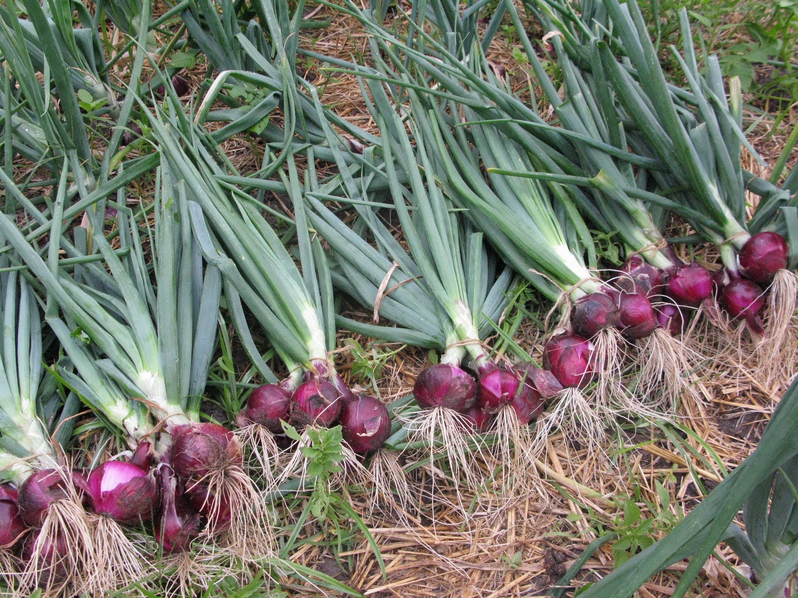 Cara Menanam Bawang Merah Tuk Tuk by Agritani Medium
