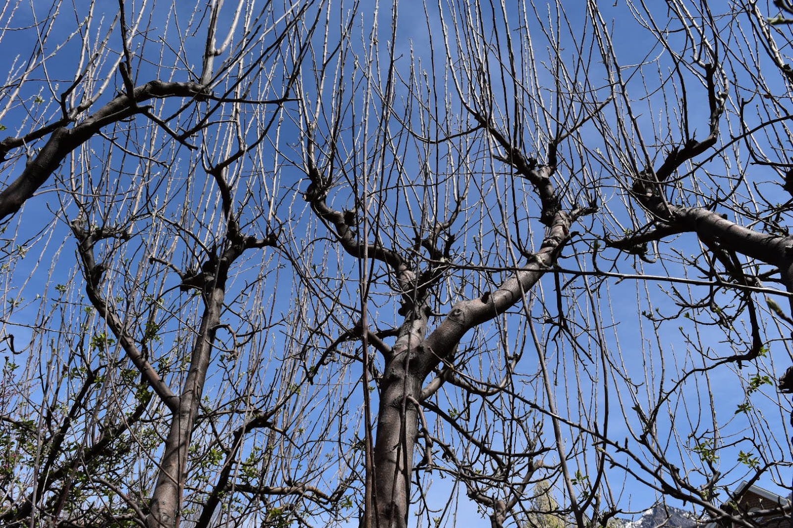 A Guide to Pruning Fruit Trees. Applied Landscaping with Concepts and