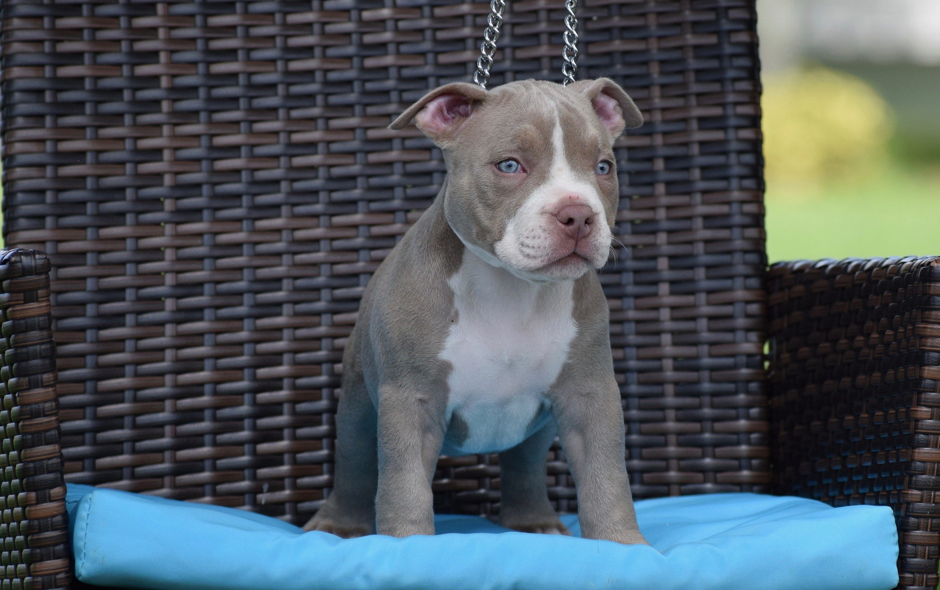 BEST CHAMPAGNE, LILAC, CHOCOLATE & TRI COLOR AMERICAN BULLY POCKET