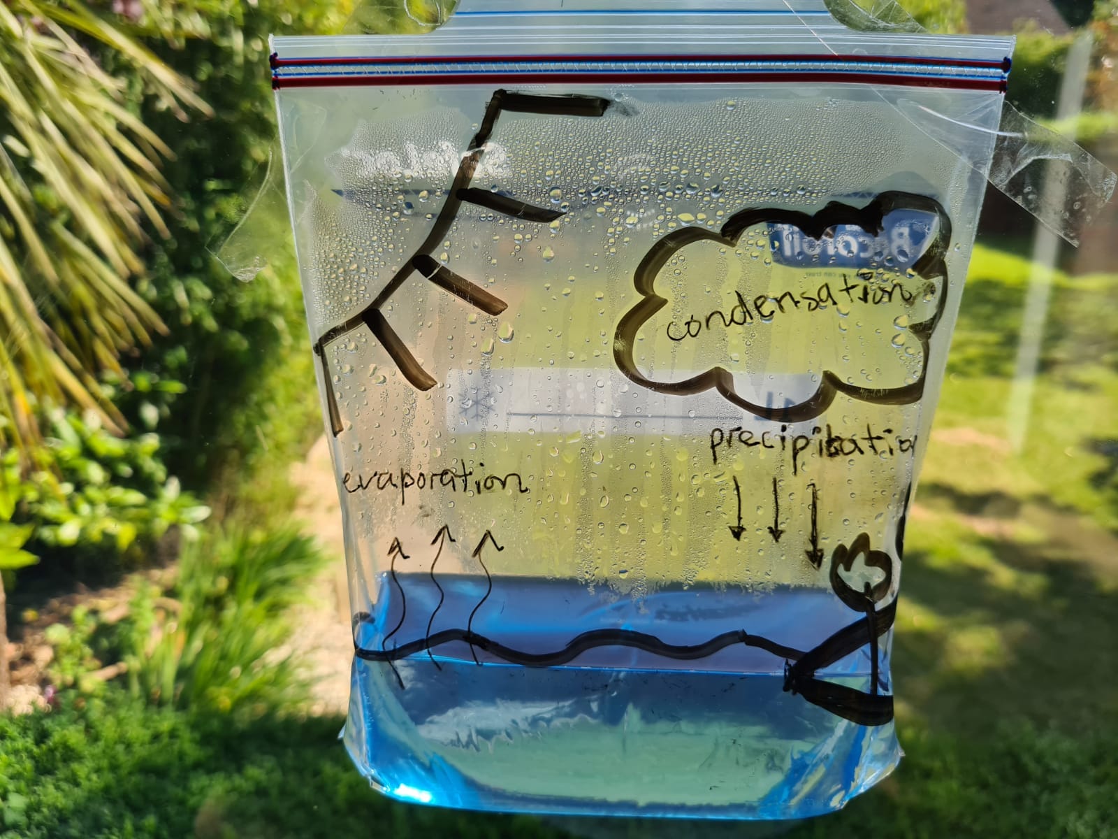 Water Cycle in a Bag. Evaporation, condensation, and… by Drax Drax