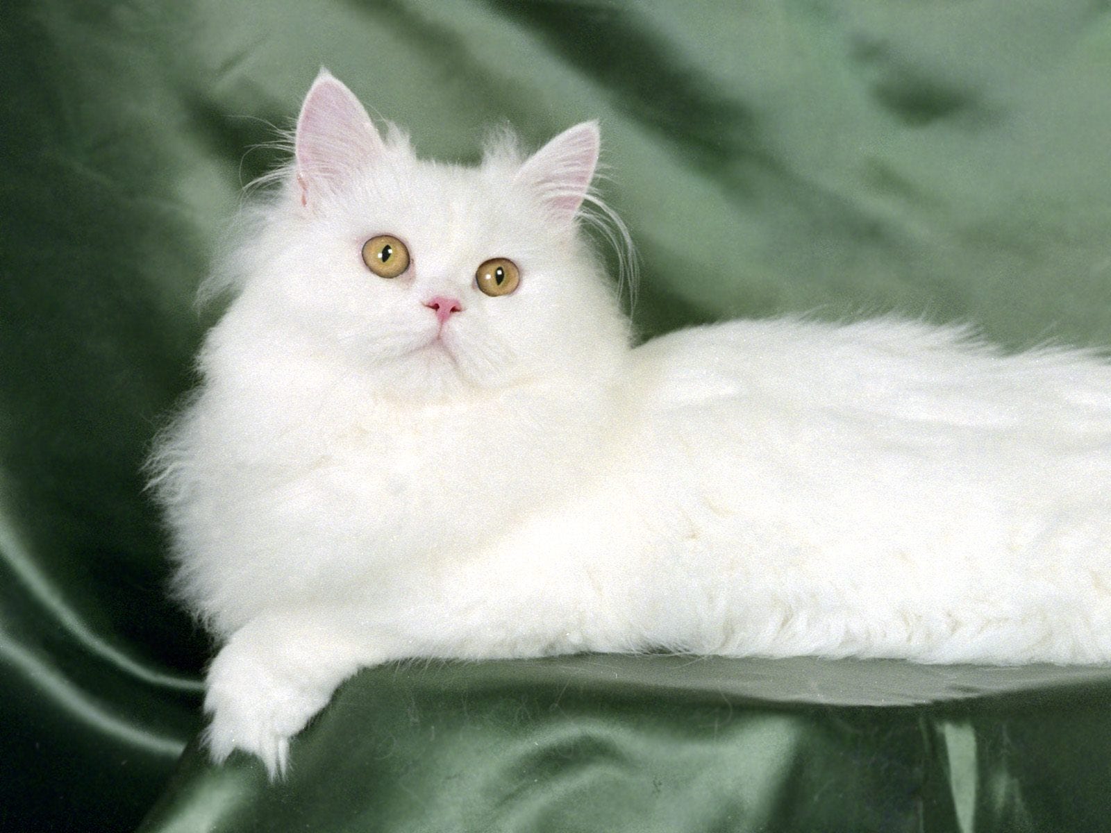 How to take care of Persian cat at home? by Robina Yaseen Medium