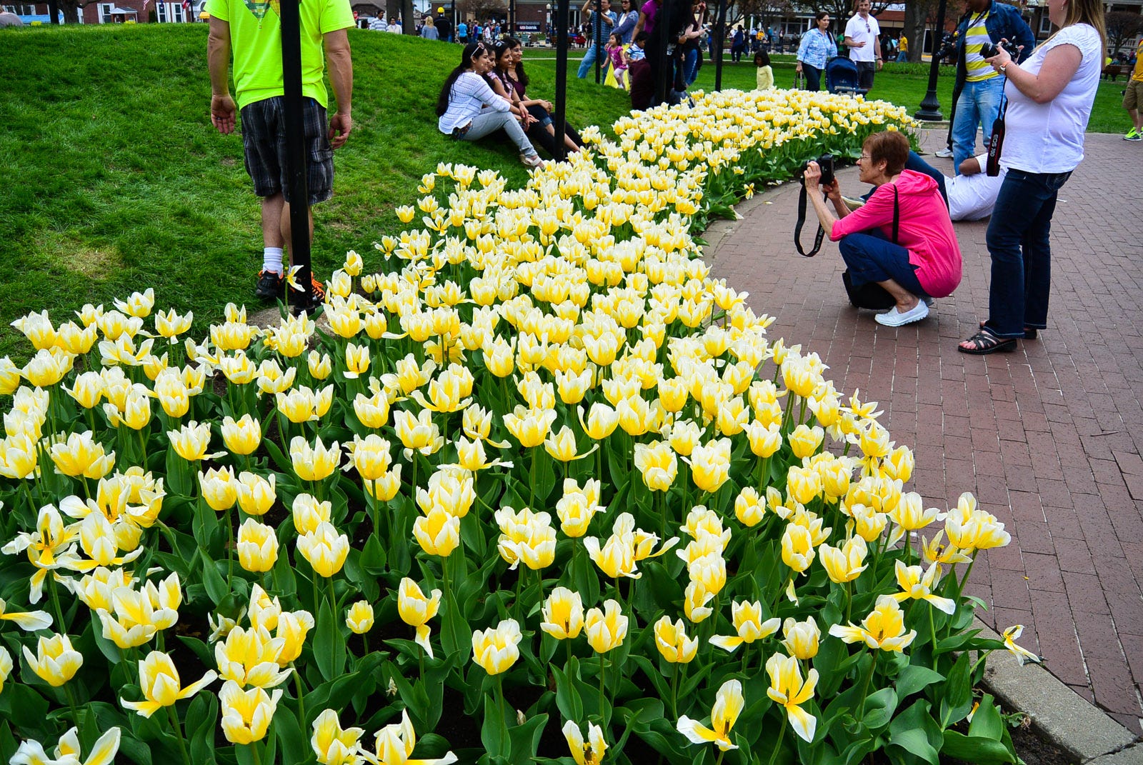 tulip festival pella ia 2023 Pella Tulip Festival Travel and Experiences Medium
