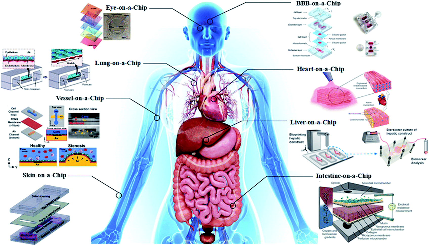 OrgansonChip, Review on The Technology, and How the FDA is working with multiple verticals