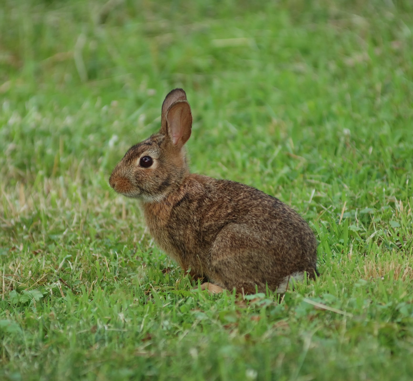 Species Spotlight Eastern Cottontail Mohonk Preserve Medium