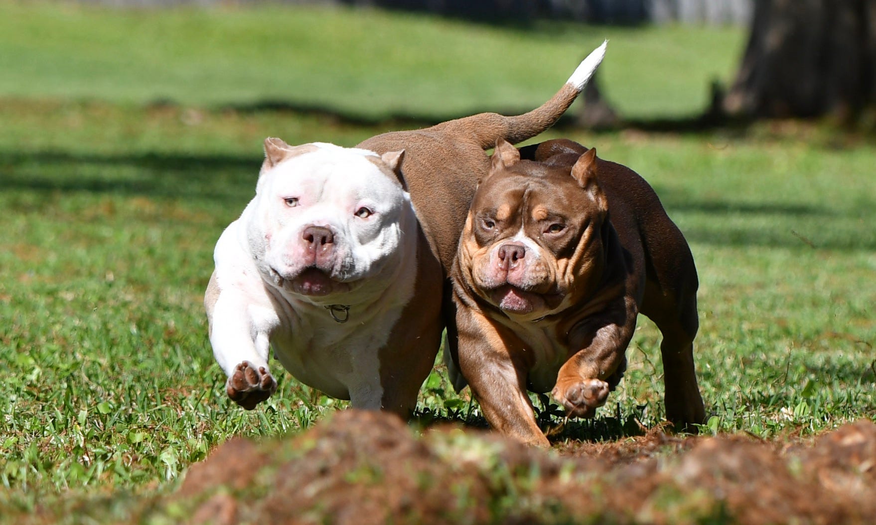 POCKET BULLY KENNEL VENOMLINE NEWS, AVAILABLE PUPPIES FOR SALE
