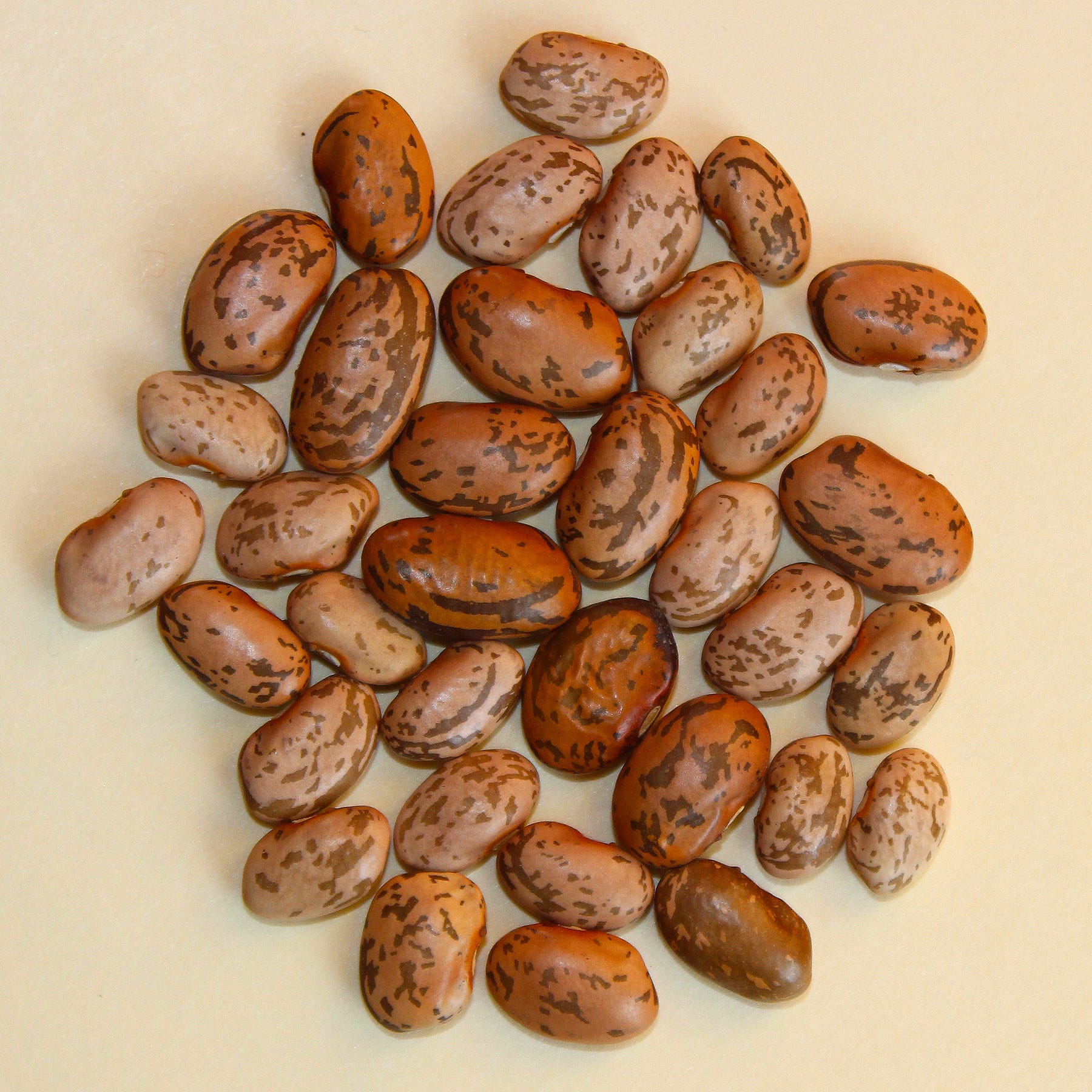 From Ancient to Heirloom — The History of the Humble Bean by nan