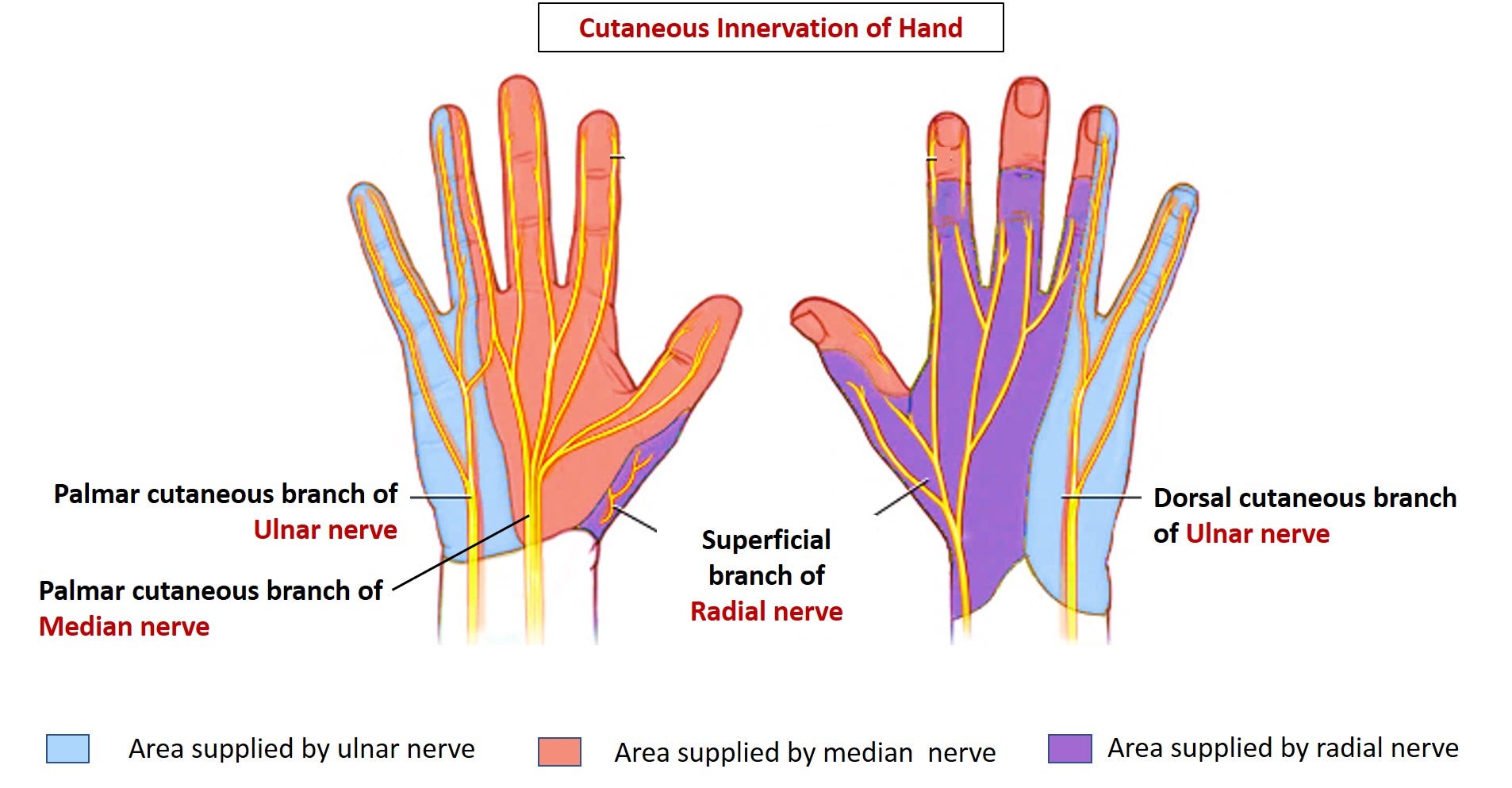 Top 3 Causes of Hand Tingling/Numbness + Pain with Cycling by Kevin