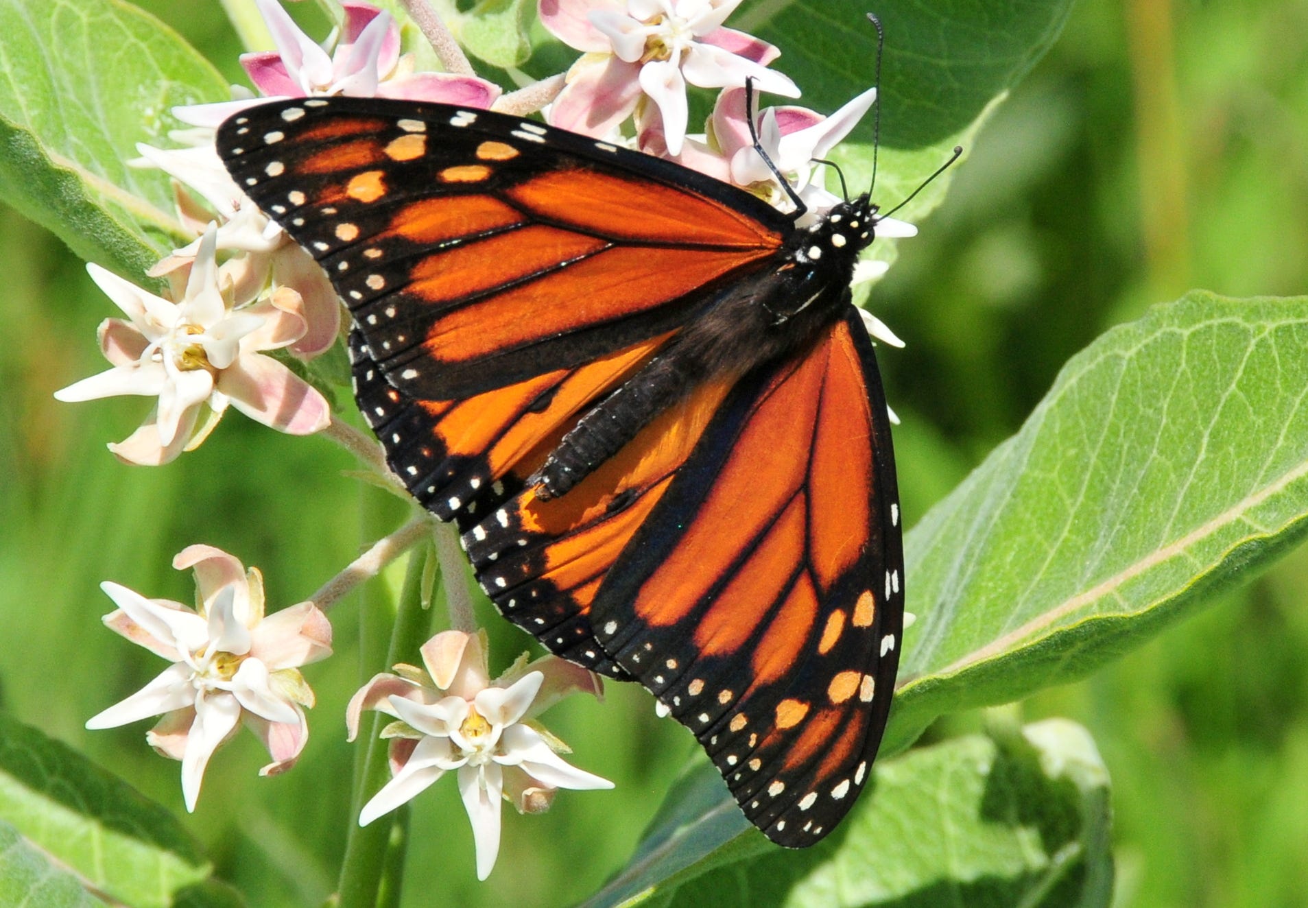 Spreading Milkweed, Not Myths. Monarch butterflies lay their eggs on