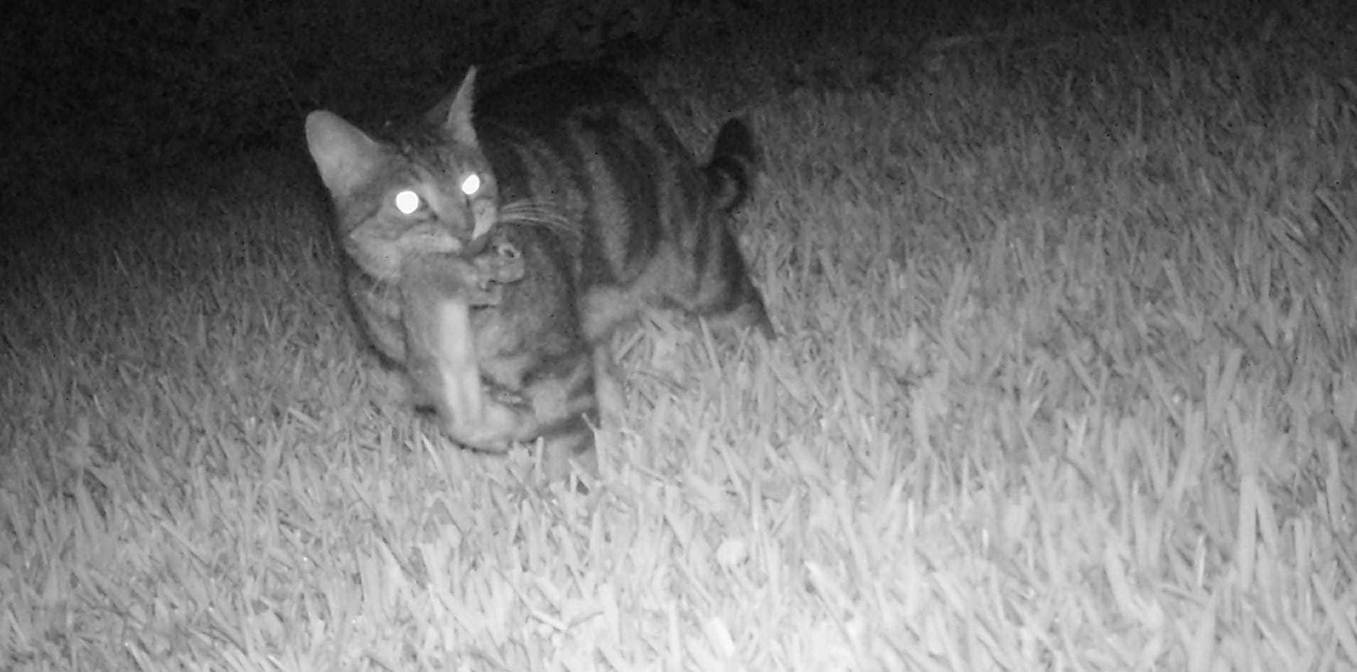 6 rabbits the victims of pet attacks by Conservancy of SWFL A week