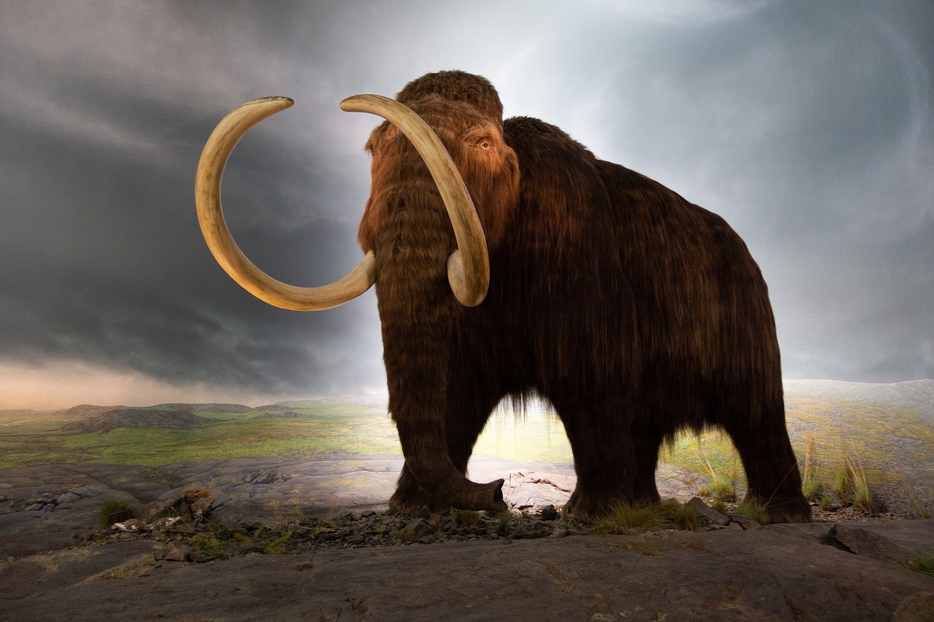 Did a Group of Scientists Eat a Mammoth? Darian West Medium
