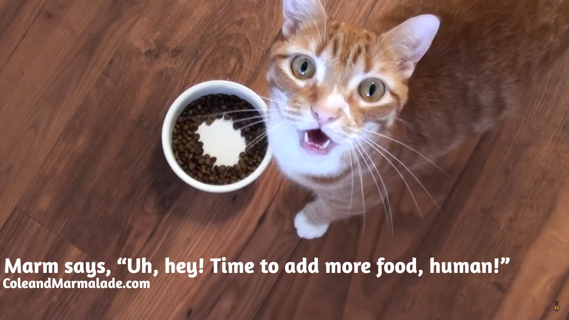 Why Do Cats Take Food Out Of Bowl CatWalls