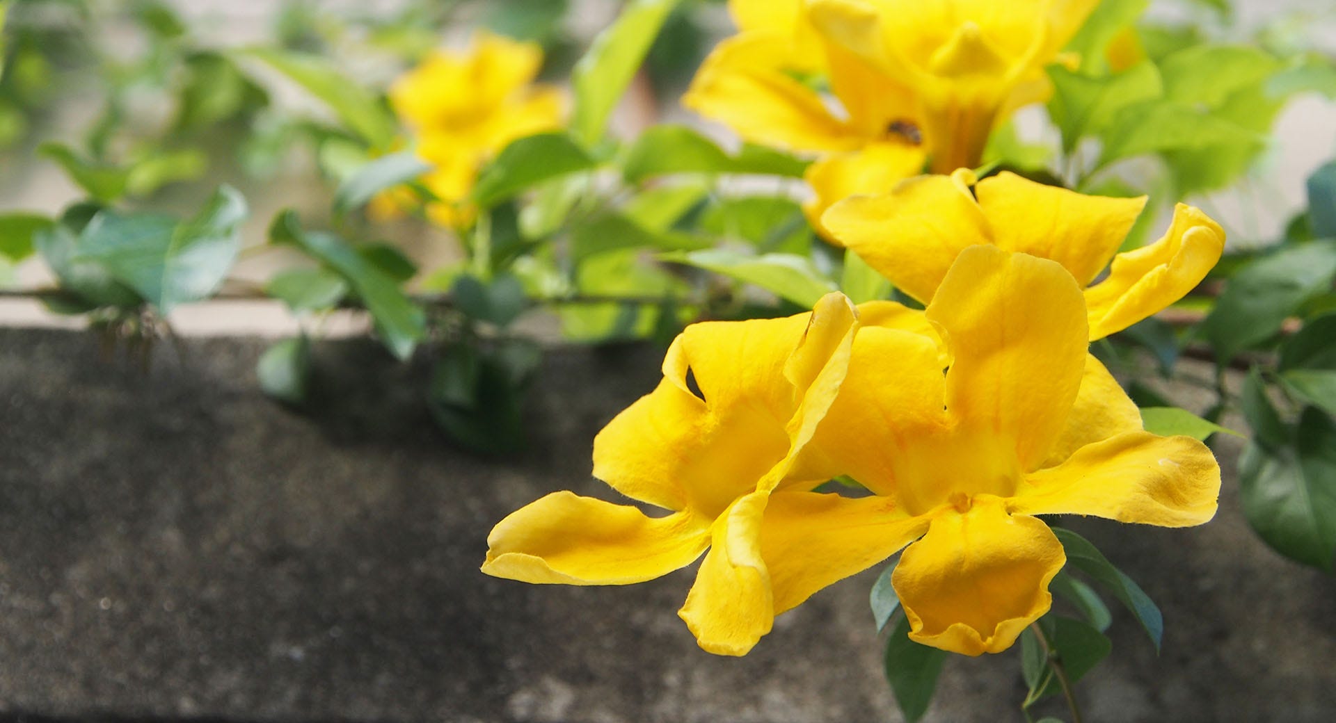 The Effects of Cat’s Claw (Uncaria tomentosa) on the Brain by Nadovim