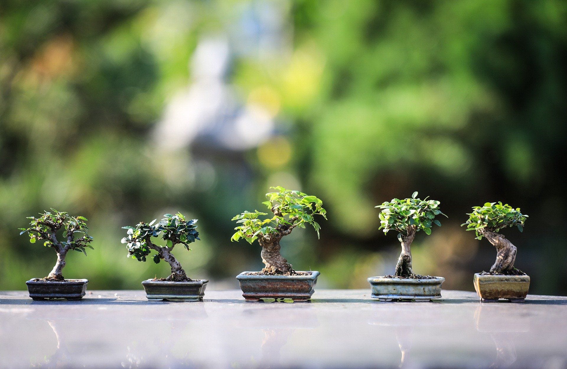 Bonsai Definition