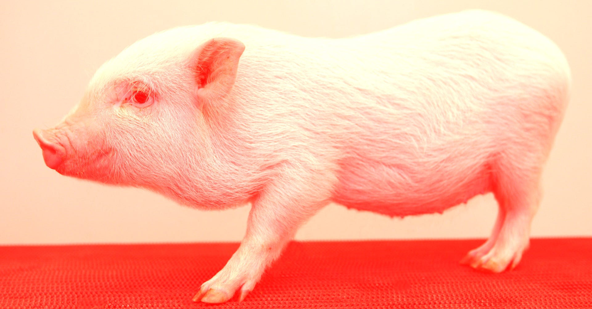 Surgeons Are Transplanting Engineered Pig Skin Onto Humans