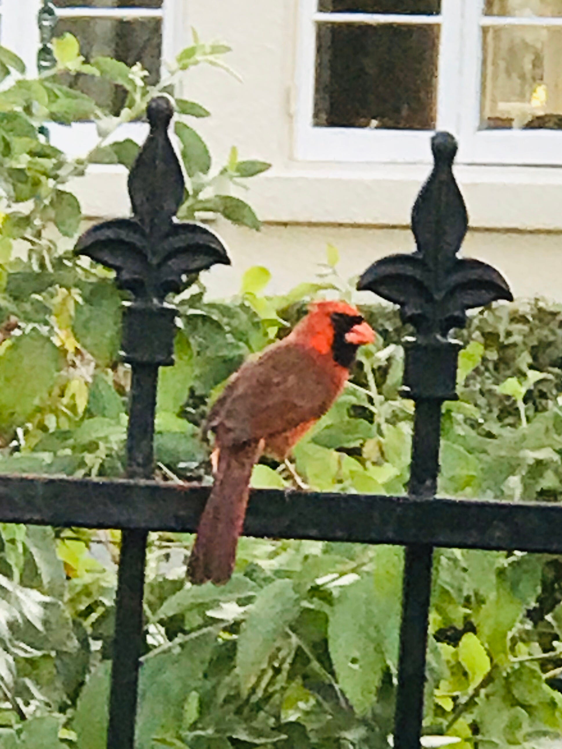 The Cardinal on my Fencepost. The cardinal is symbolic of life, hope