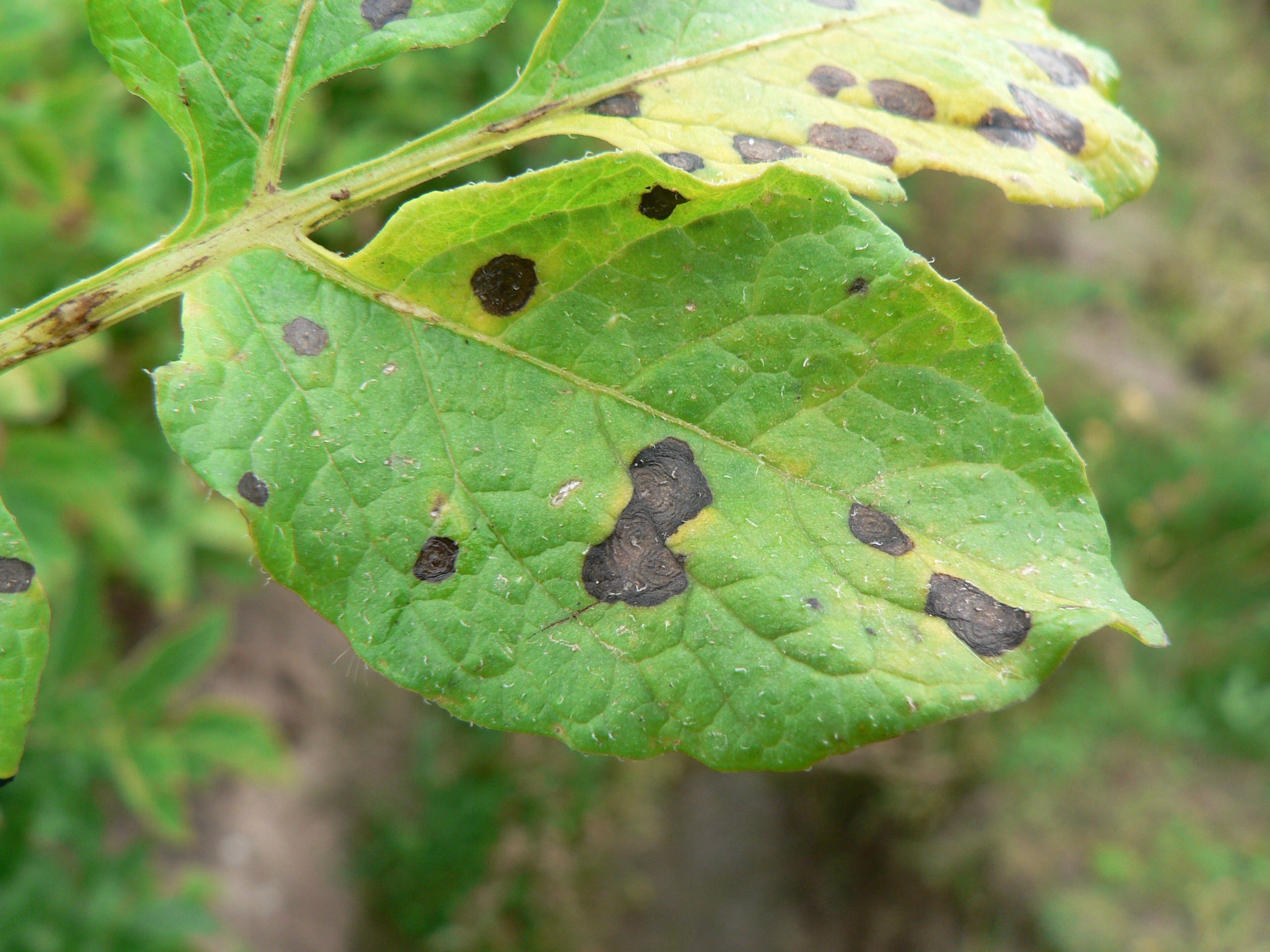 How to Control Potato Late Blight by Using Fungicides Correctly by
