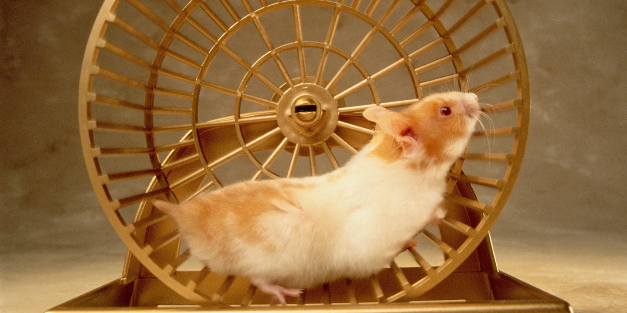 How to stop being a hamster & take control of your life by Ken