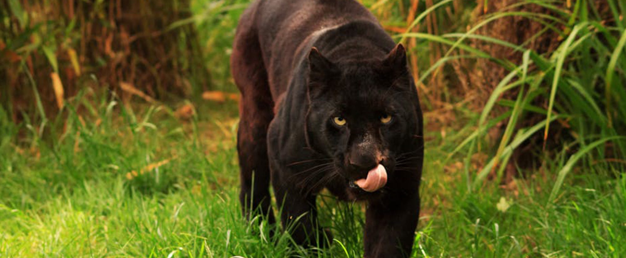 Big cats in Britain urban myth or scientific fact? by Keele
