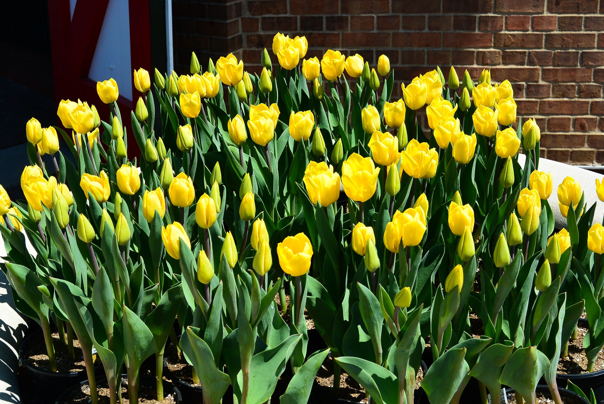Explore trending festivals in iowa. Pella Tulip Festival - Travel and Experiences - Medium