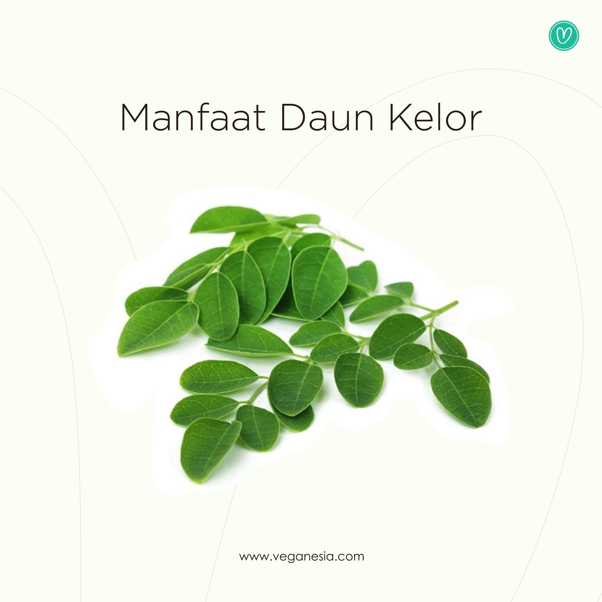 Manfaat Daun Kelor Untuk Mata Katarak Terkait Mata