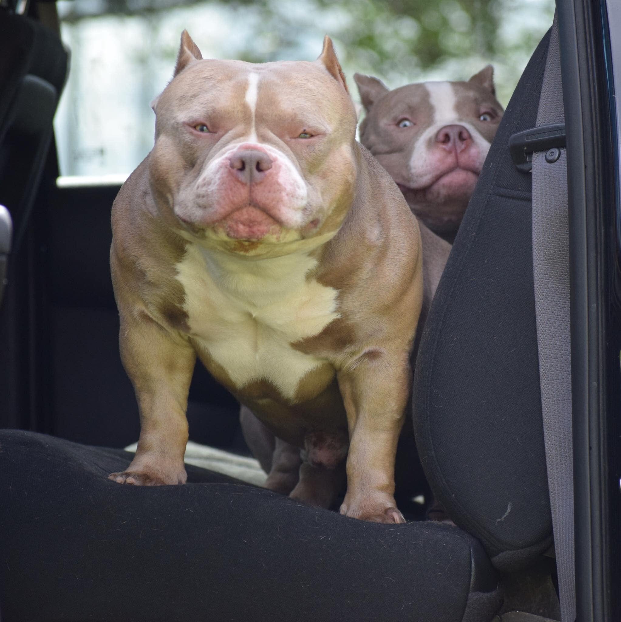 THE INCREDIBLE COLORS OF THE AMERICAN BULLY BREED Venomline