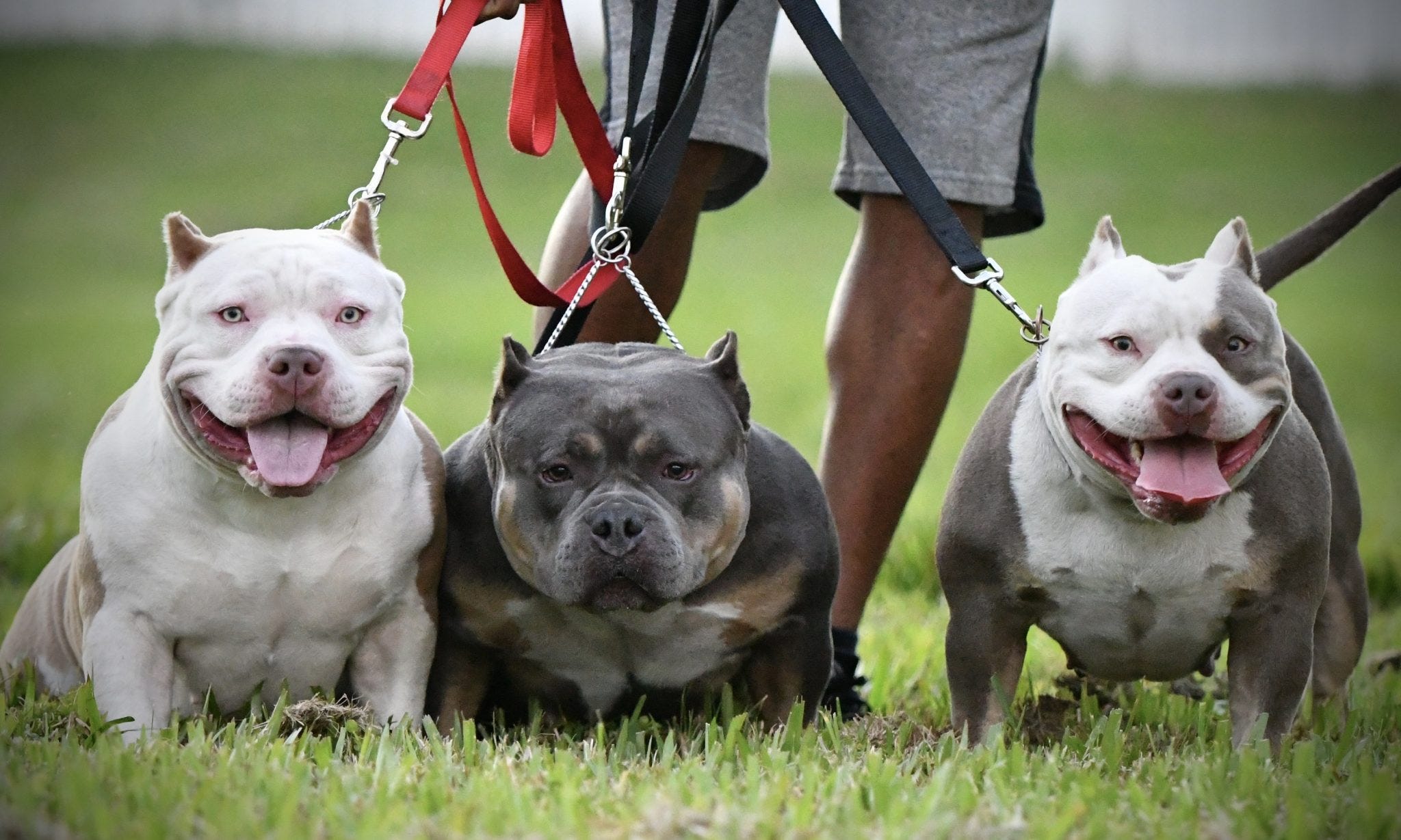 POCKET BULLY KENNEL VENOMLINE NEWS, AVAILABLE PUPPIES FOR SALE