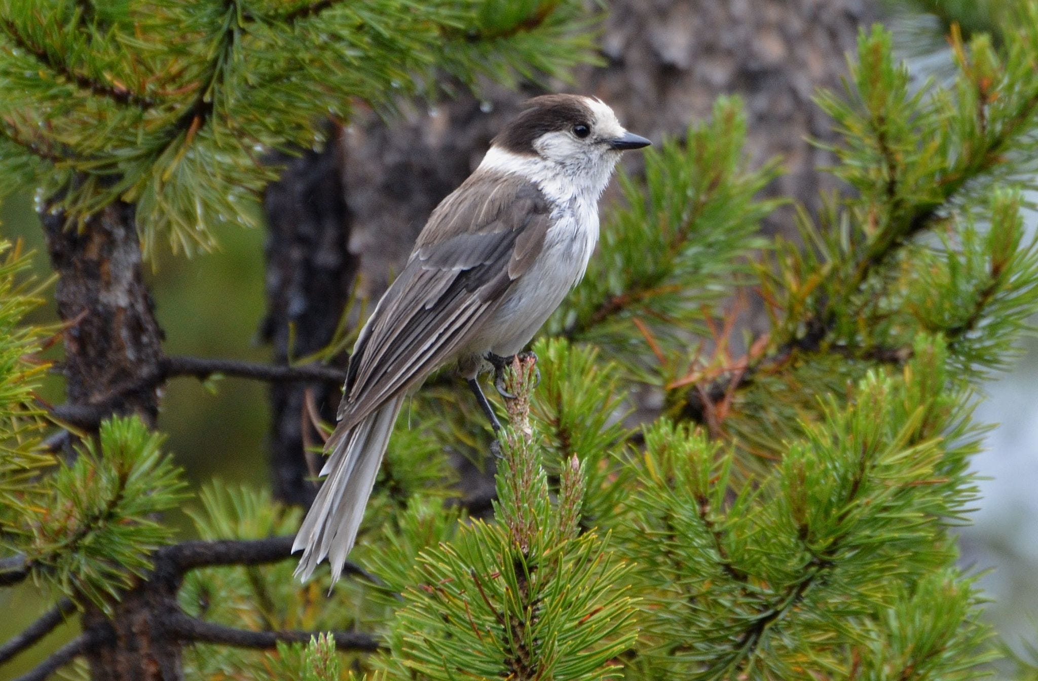 From the Vault Why the gray jay is the perfect Canadian bird by