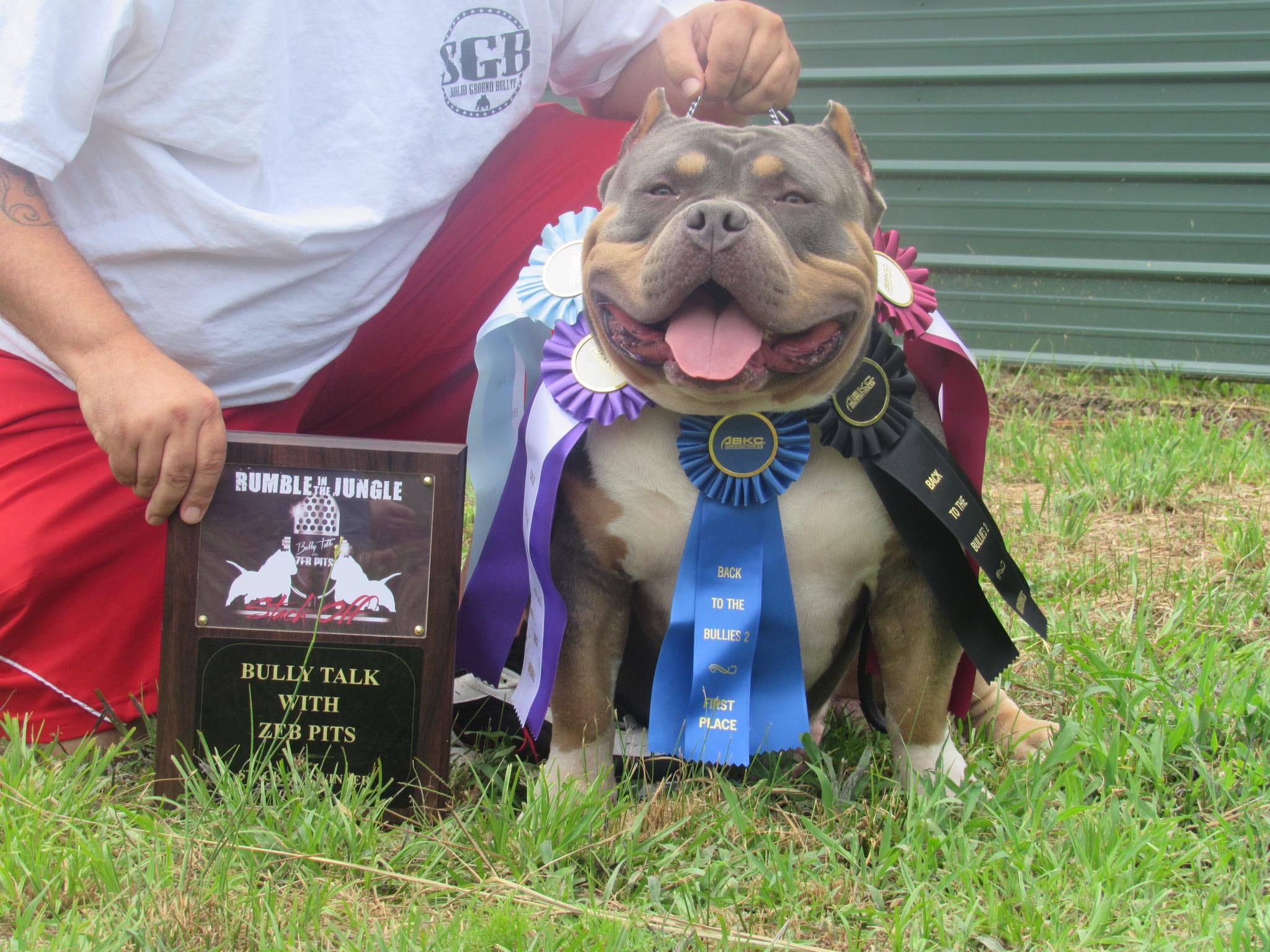 2017 BULLY KING Mascot Shamrock. Owned by Solid Ground Bullyz’ Arthur