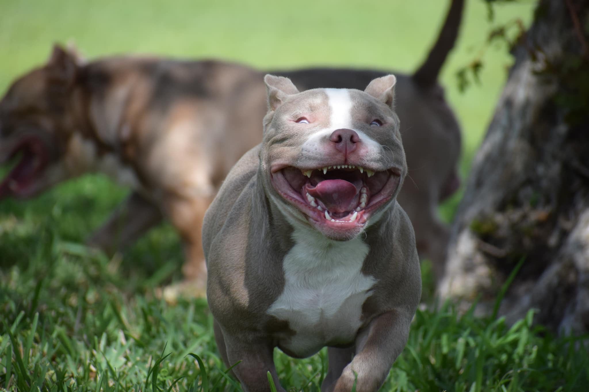FREQUENTLY ASKED QUESTIONS BUYING AN AMERICAN BULLY