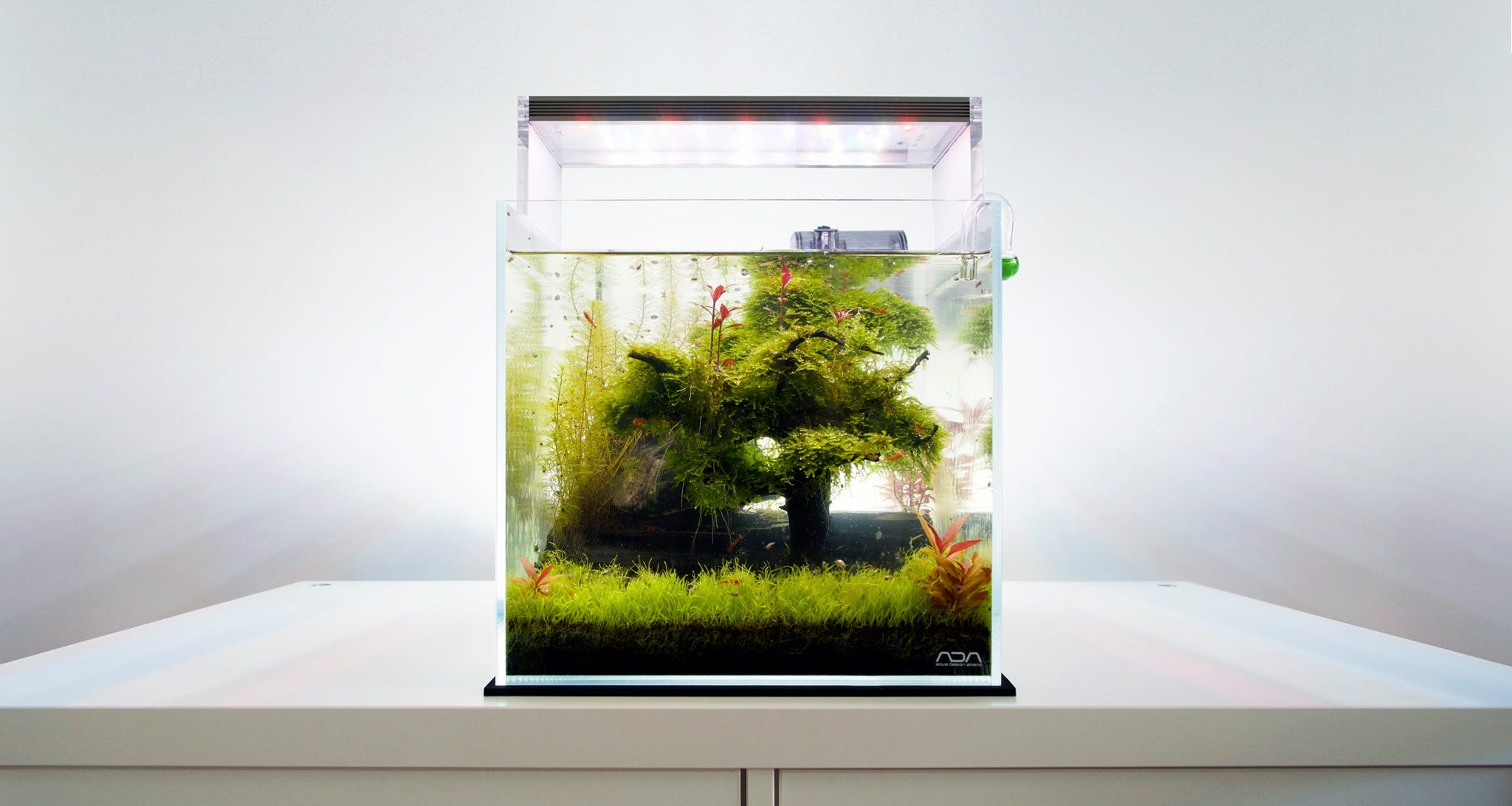 See more ideas about aquascape, planted aquarium, fish tank. The Simplicity Of Aquascaping Basics And Requirements By Kc Muller Simplicity Medium