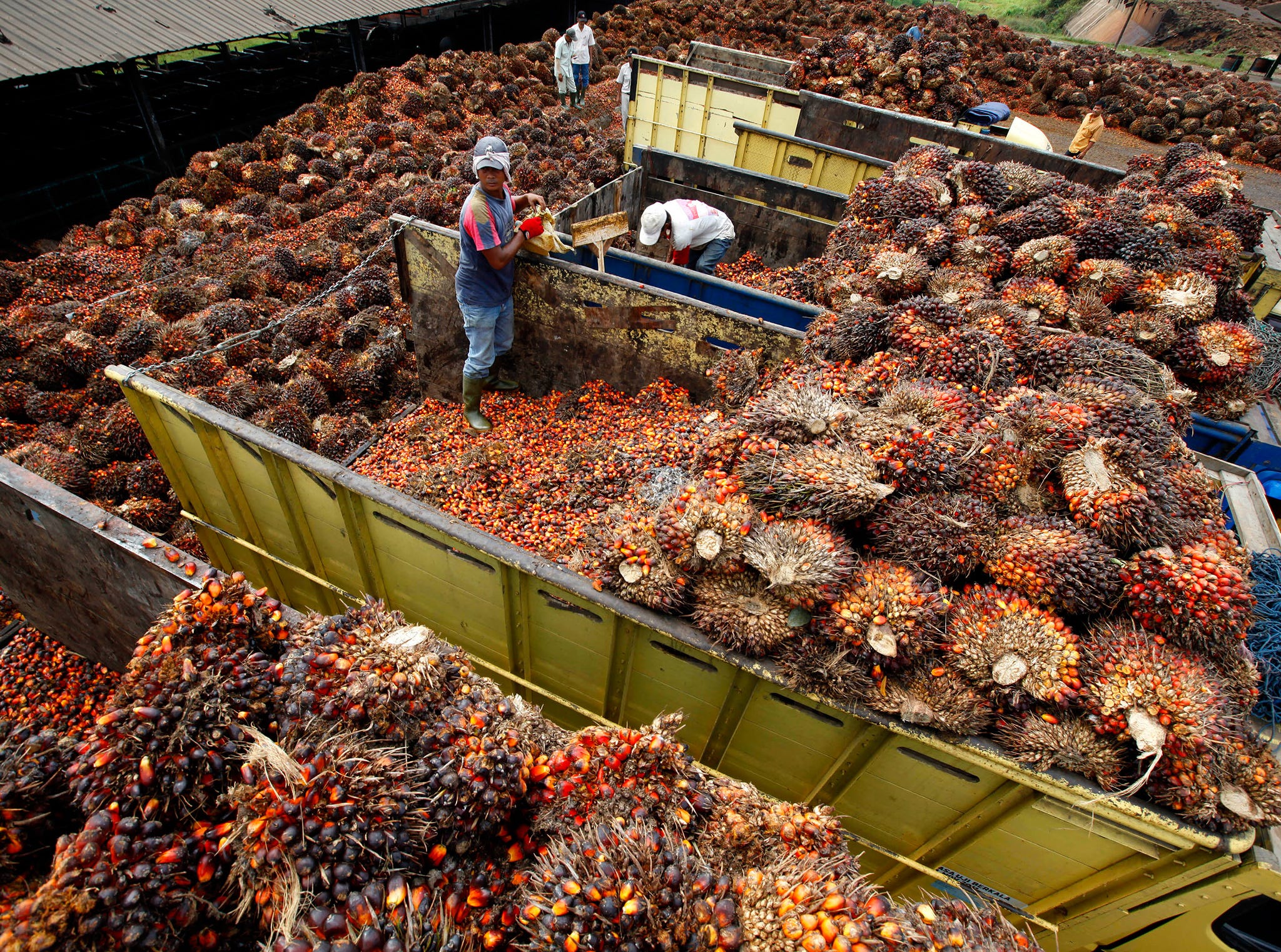 The Indonesian Rainforest Needs Earth Law to Combat Palm Oil Production