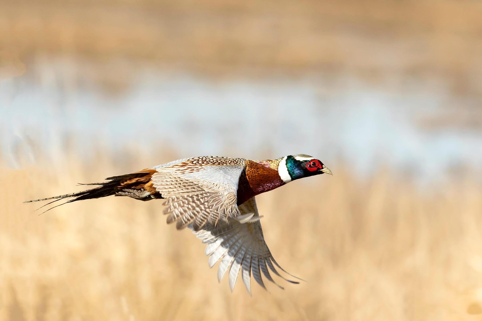 Hunting multiple upland game bird species Medium