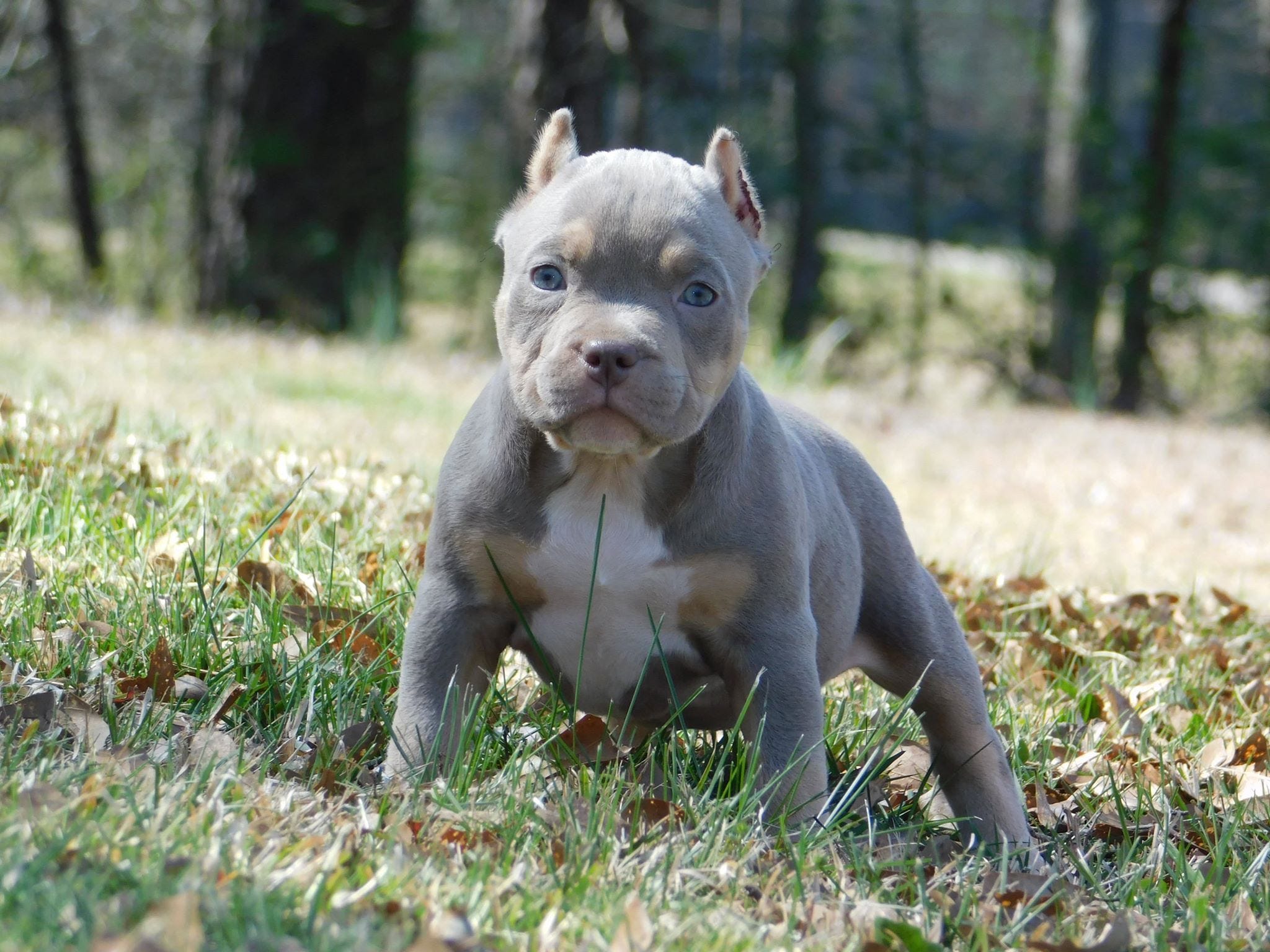 TOP AMERICAN BULLY BREEDING BEST EXTREME BUILD POCKET AMERICAN BULLY