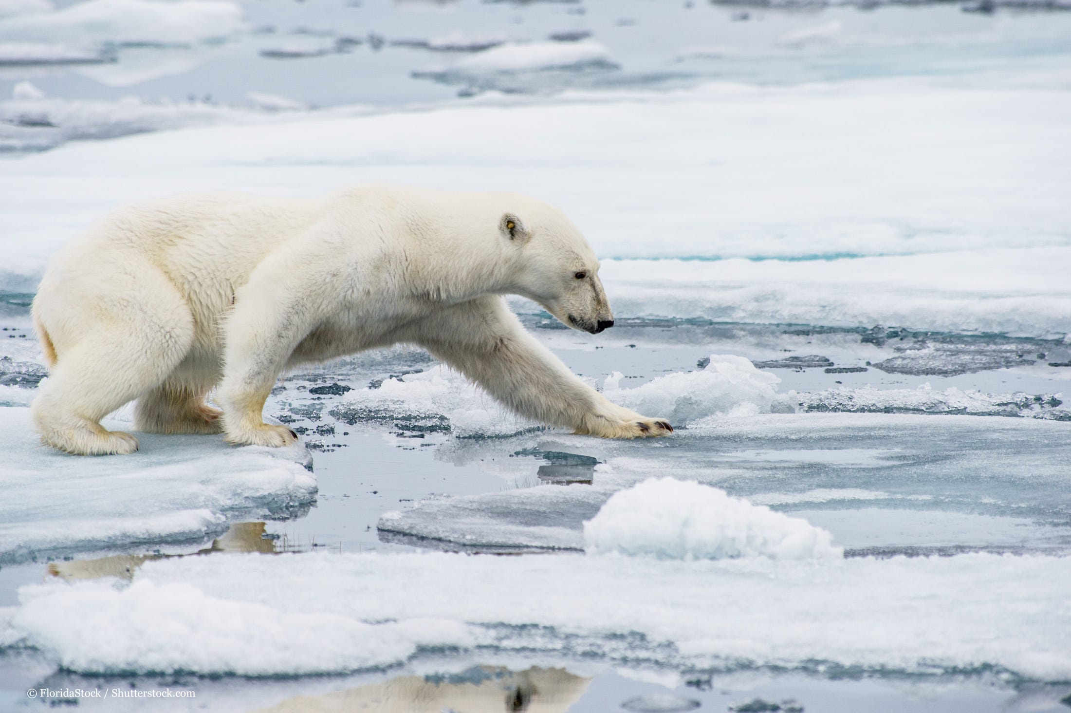 Five surprising effects of Arctic climate change by WWF WWF
