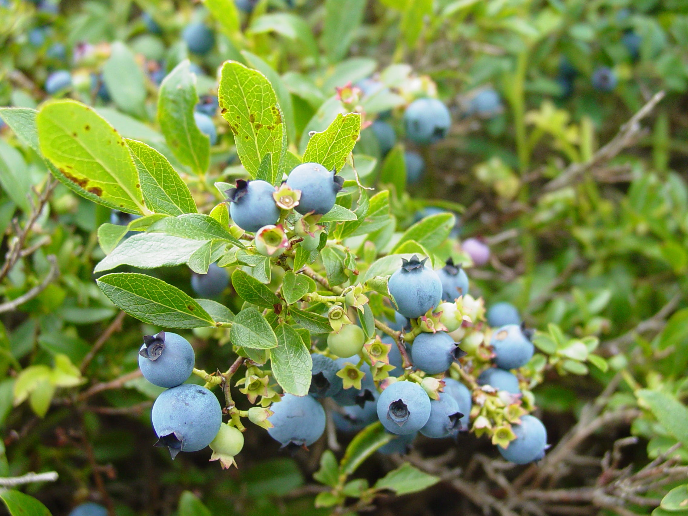 Species Spotlight Lowbush Blueberry Mohonk Preserve Medium