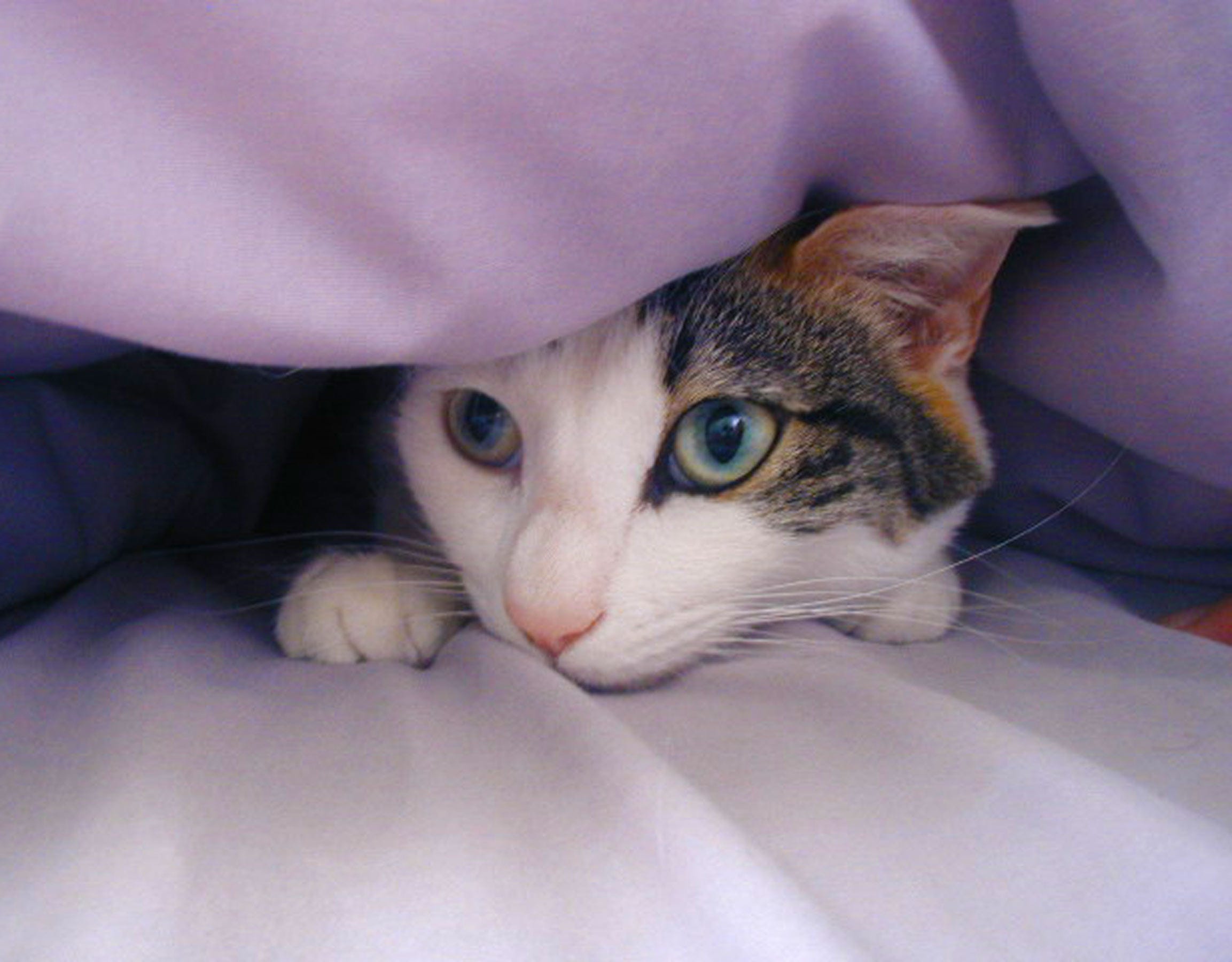 25 Top Images Cat Vomiting Clear Liquid Lethargic PetMd Cat Pink