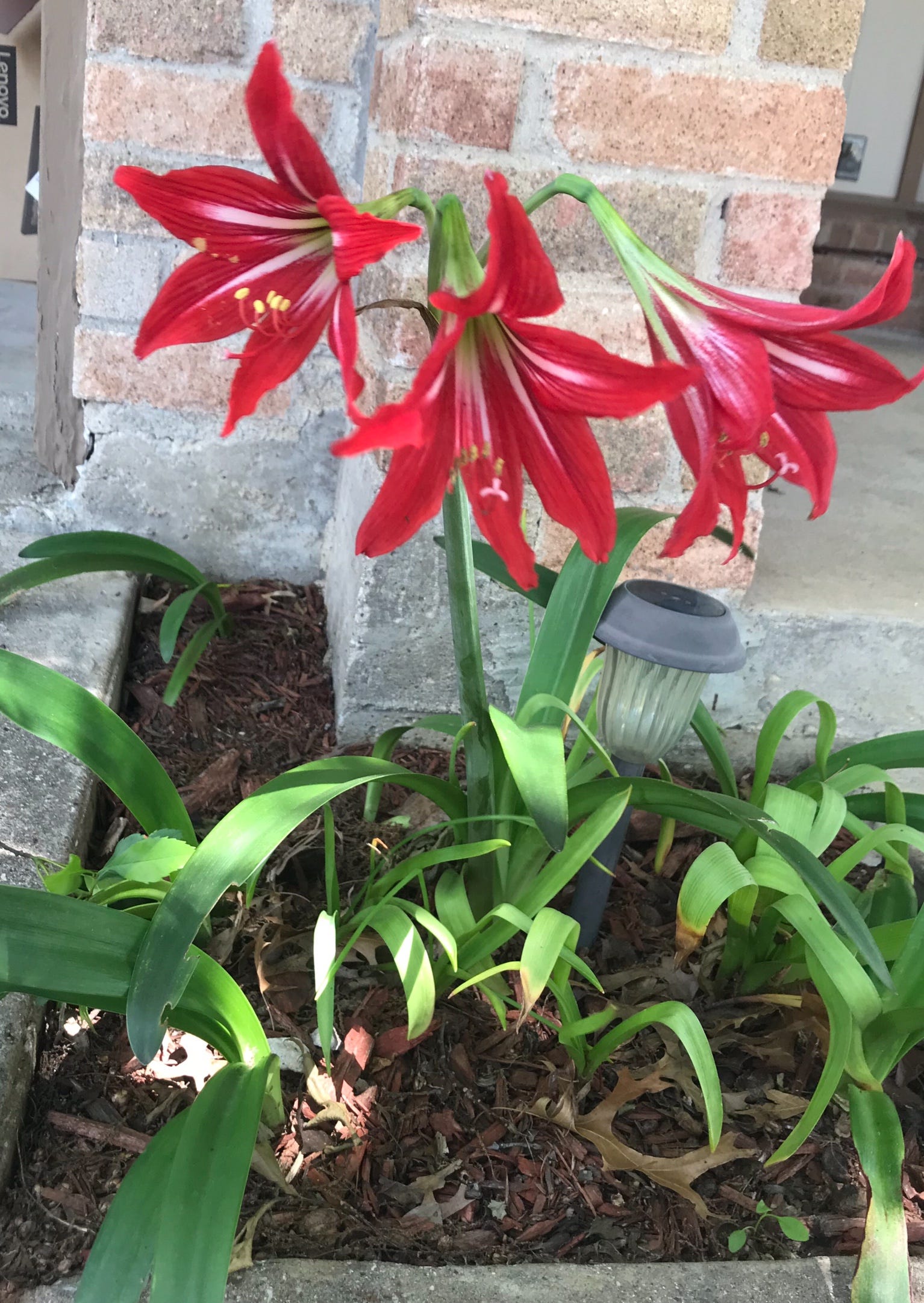 Remembering Claudette. There is no substitute for you, MoMo by Kim Smyth Chalkboard Medium