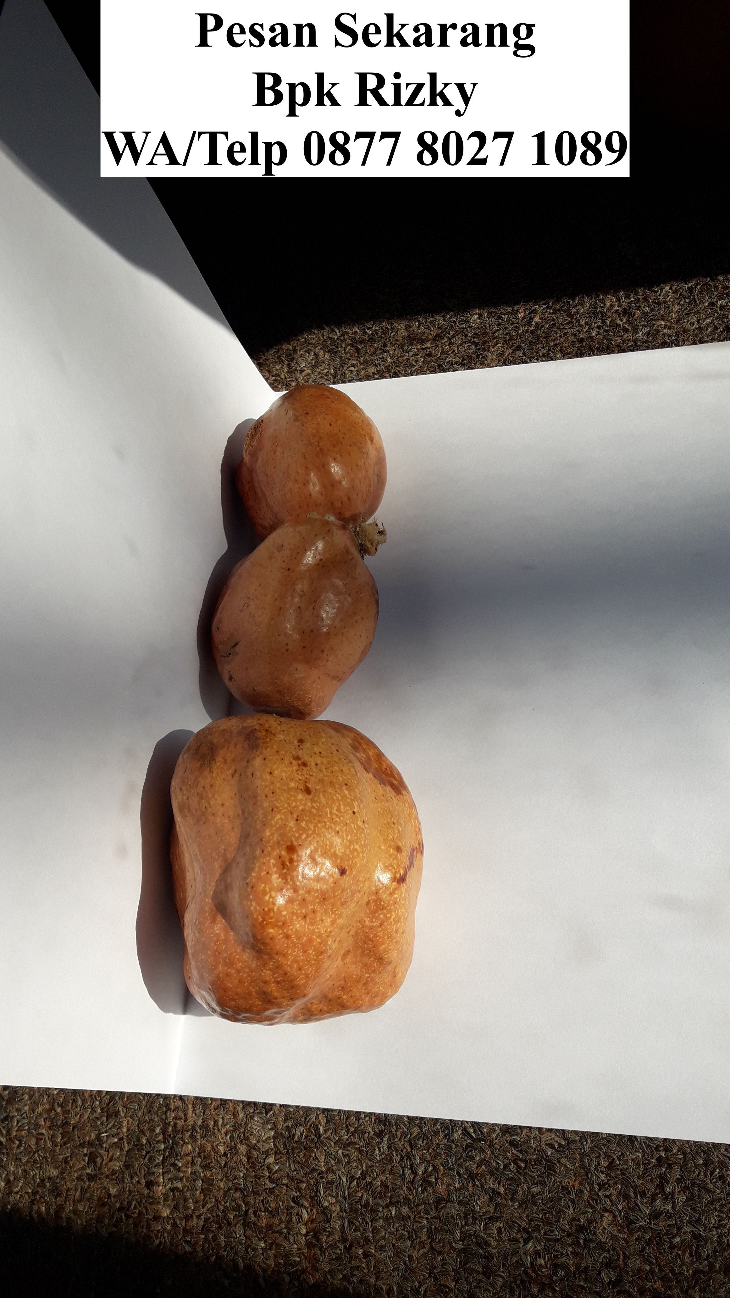 (WA/Telp) 0877 8027 1089 Jual Buah Zuriat Murah Di Kirim Ke Jambi