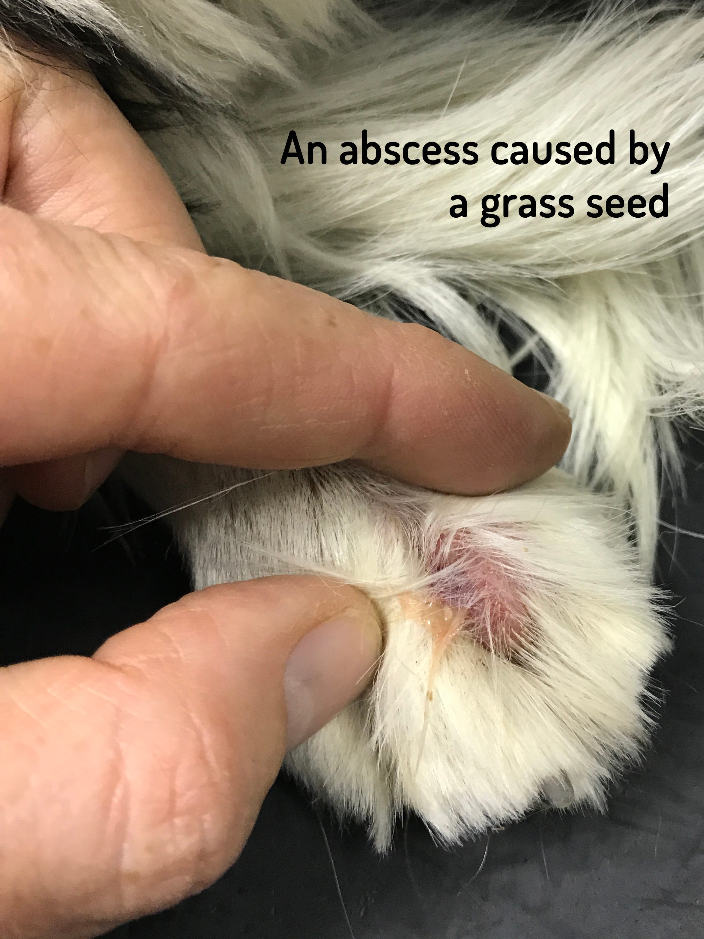13+ Symptoms Of Grass Seed In Dog's Paw