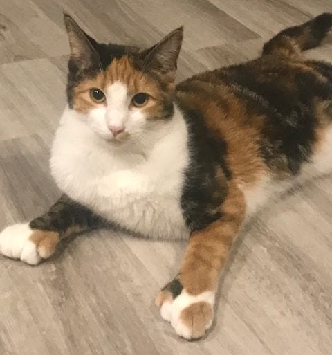Stunning Female Polydactyl Calico Kitten For Adoption In Houston Texas — Supplies Included | By Deborah Moore | Medium