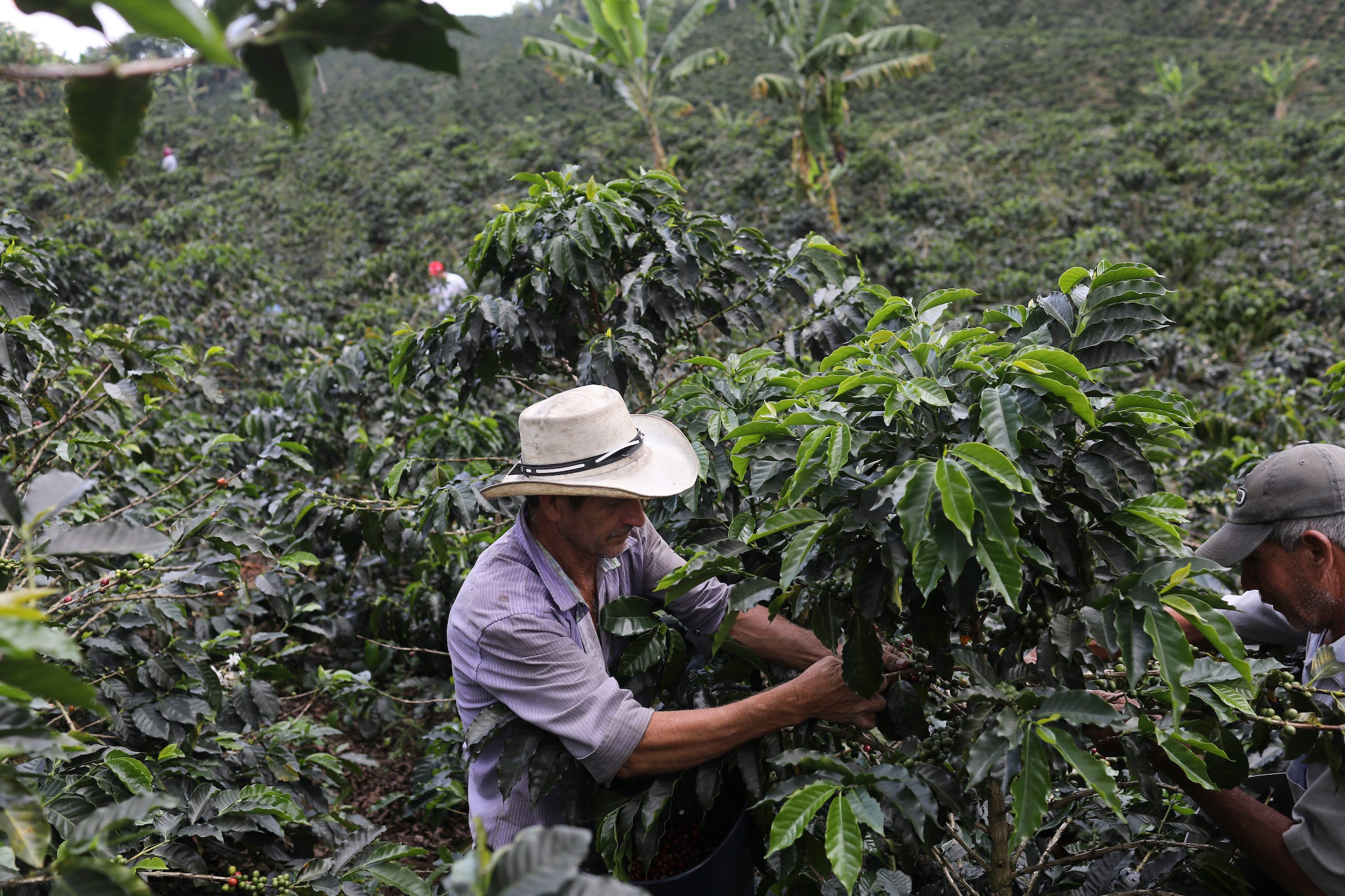 A Visual Tour of a Colombian Coffee Farm by Nestlé US Nestle.USA