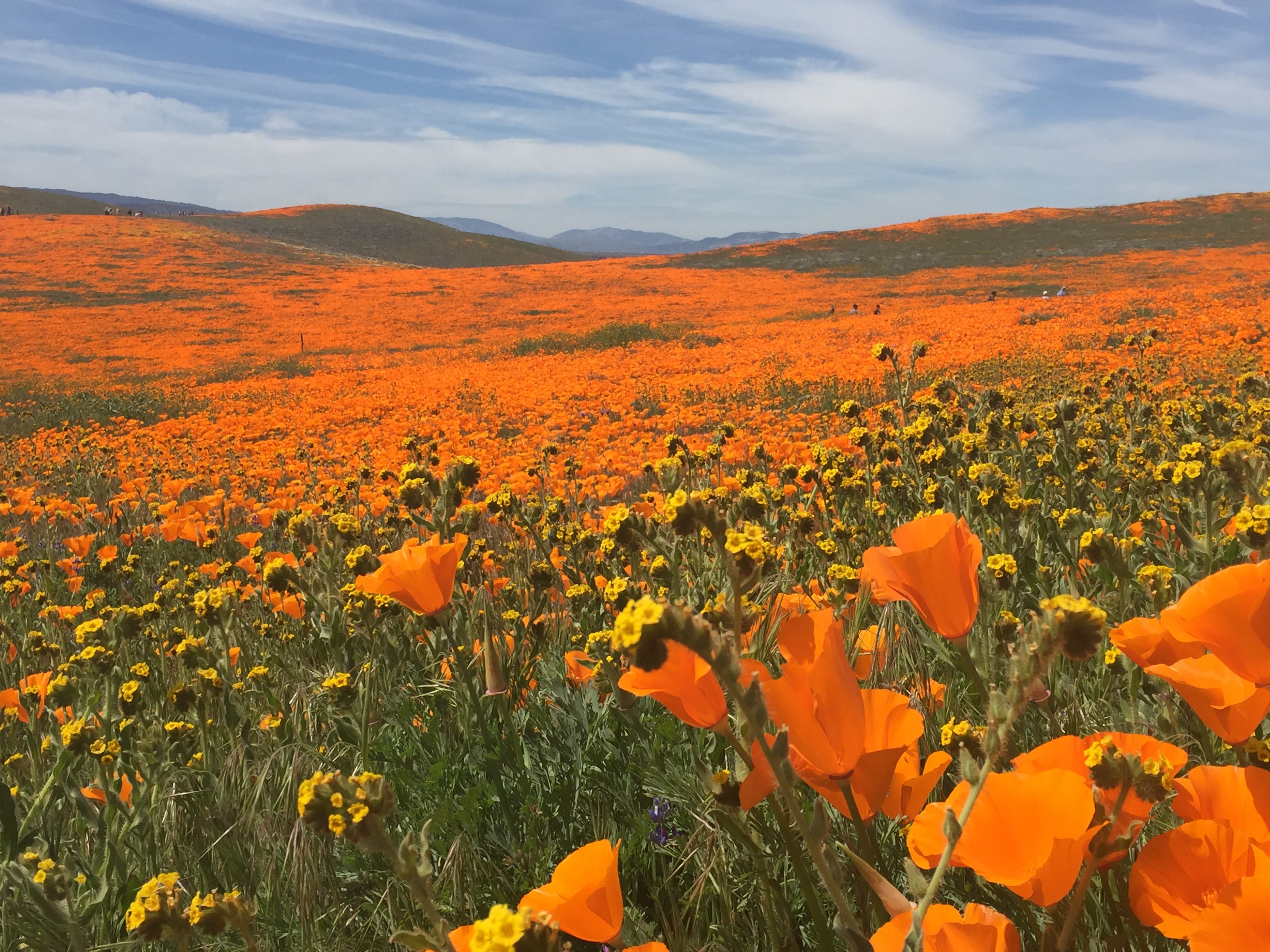 Cecilie Jensen What Flowers Bloom In Winter In California Blooming