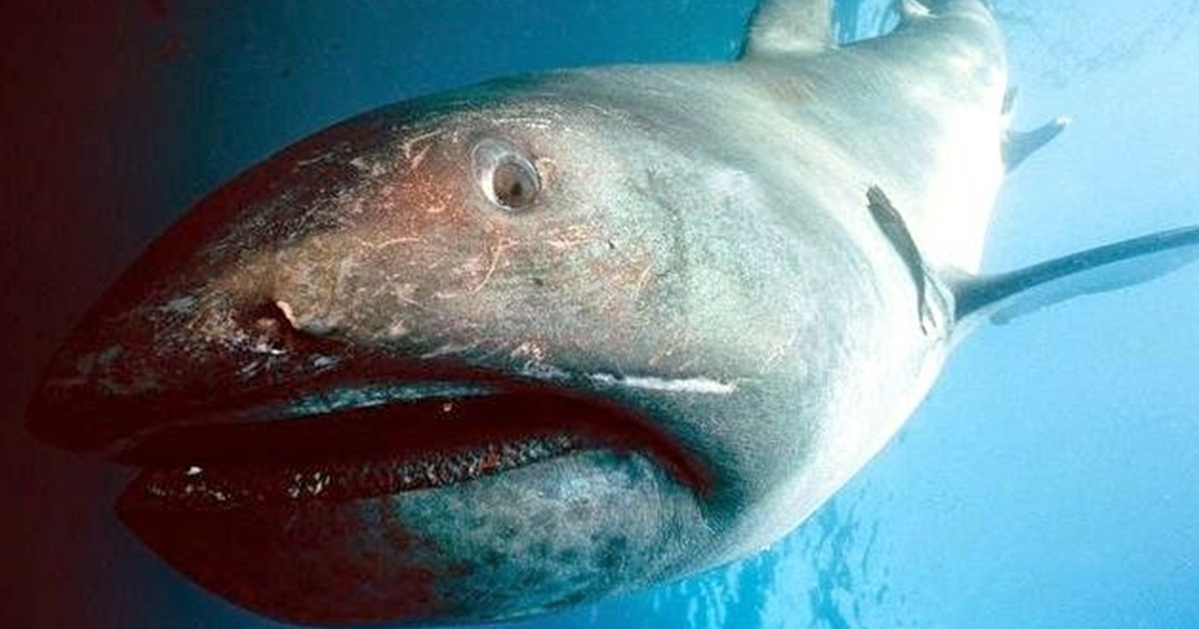 Meet The Megamouth Shark, A Giant Sea Doofus by Mariam Sharia