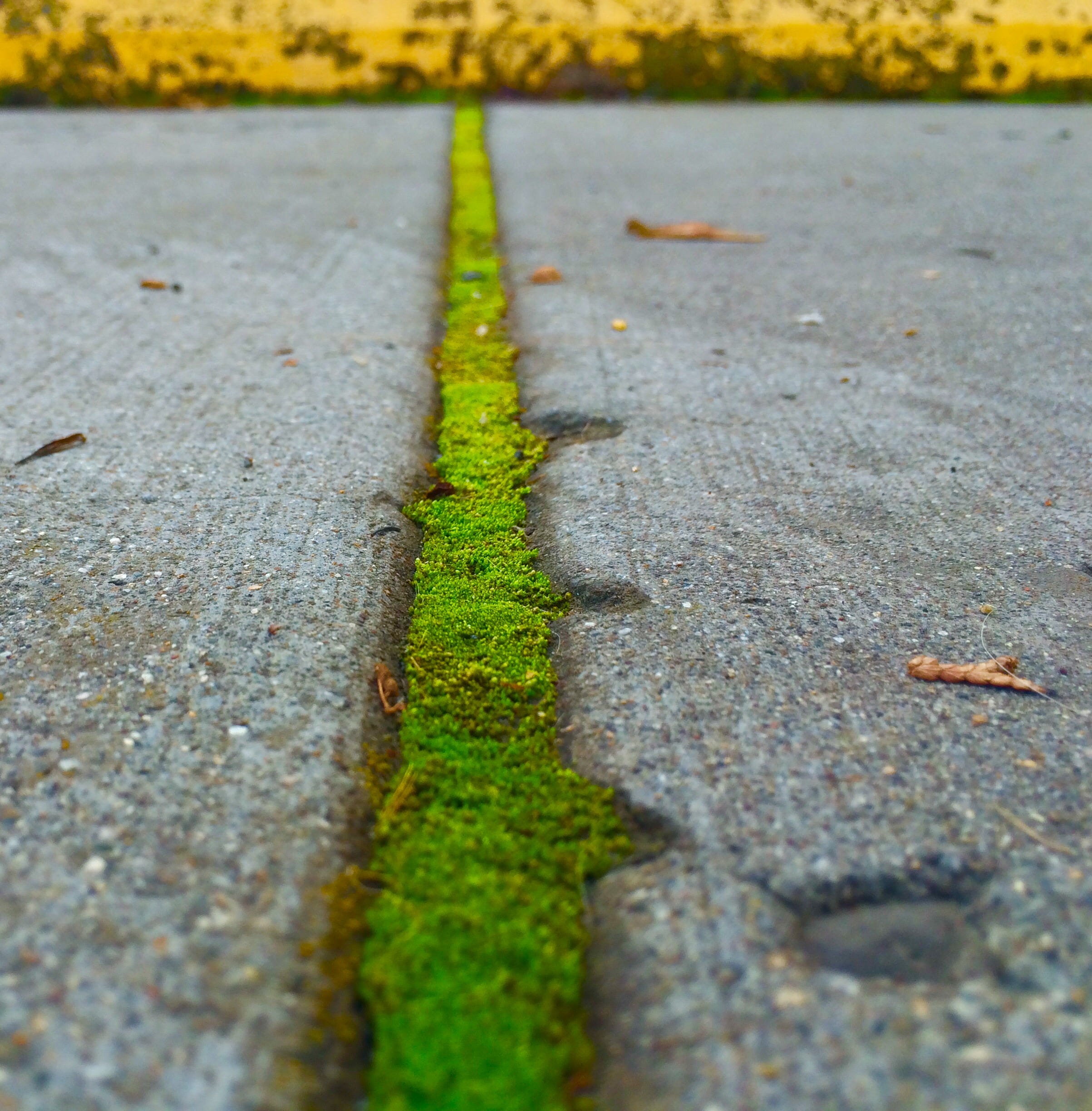Moss Growth on Concrete. Mallory A. Westbrook and Jon S… by