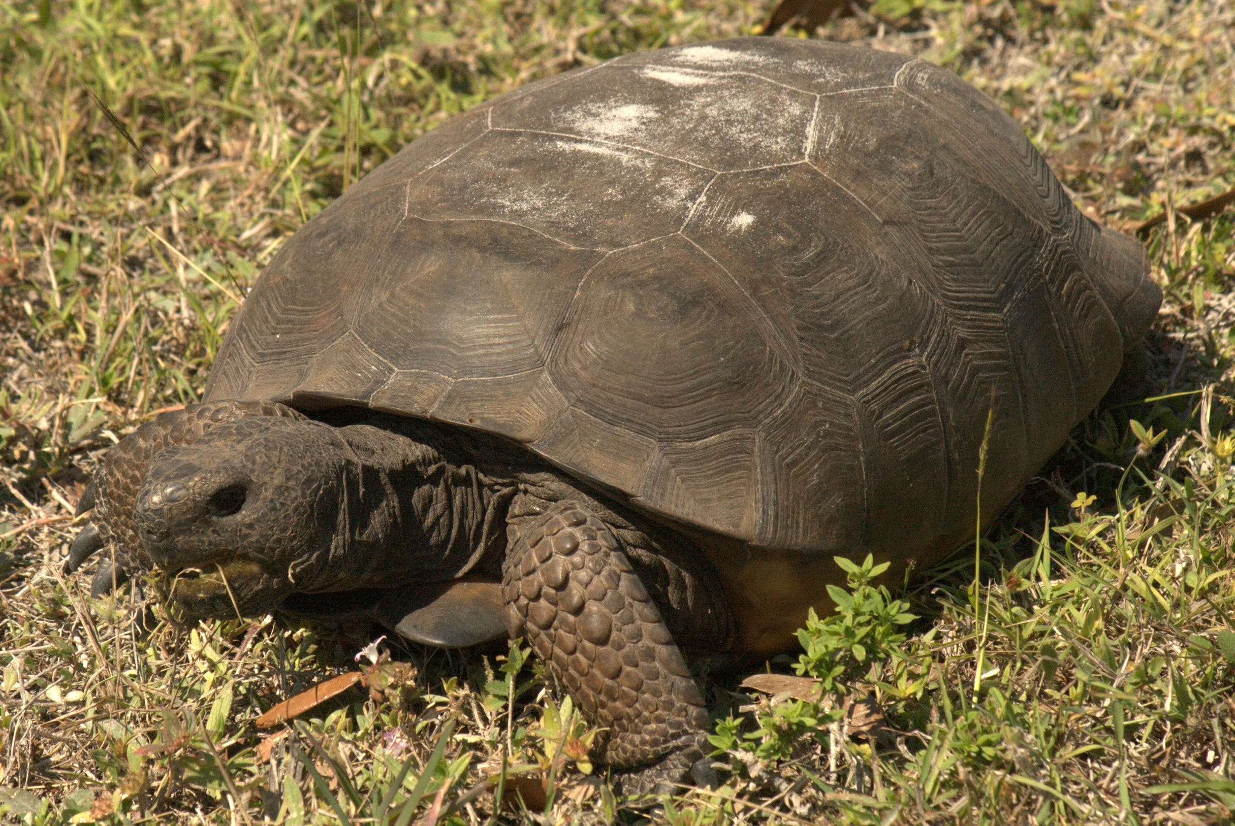 Tortoise, tree snake, gator, and sea snake : what is a reptile.